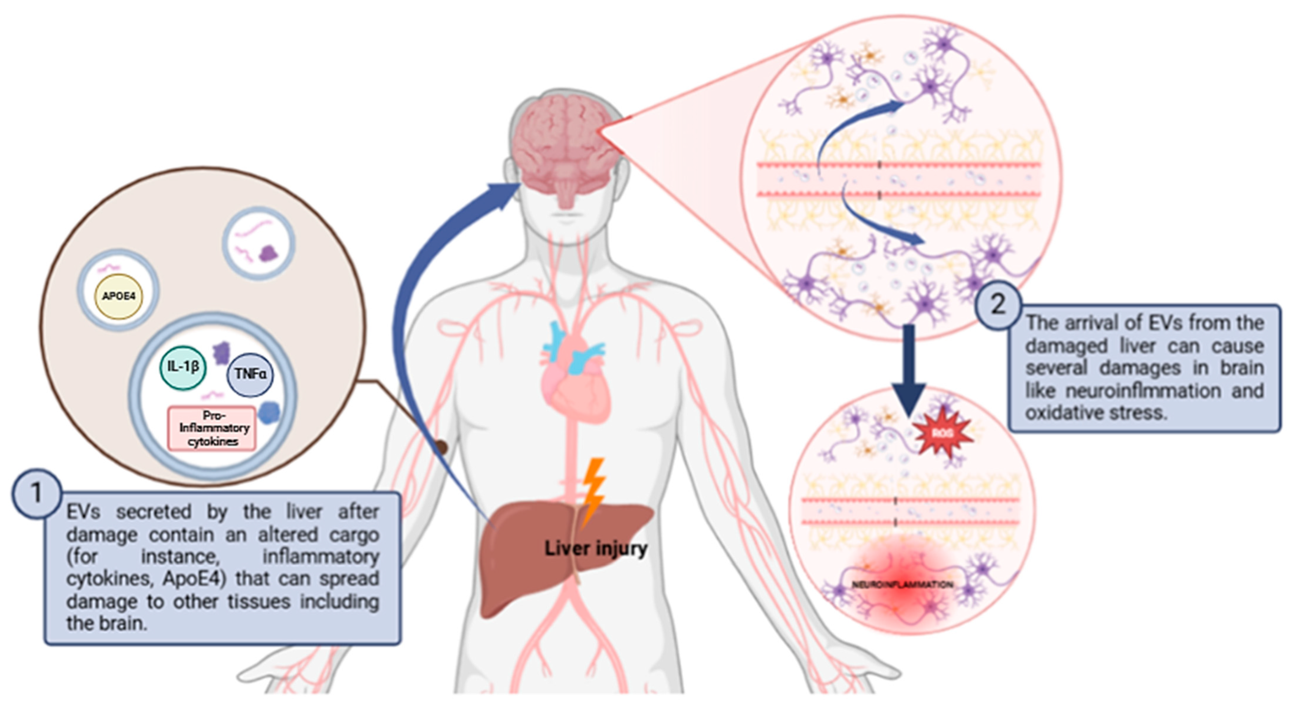 Antioxidants 13 01493 g002