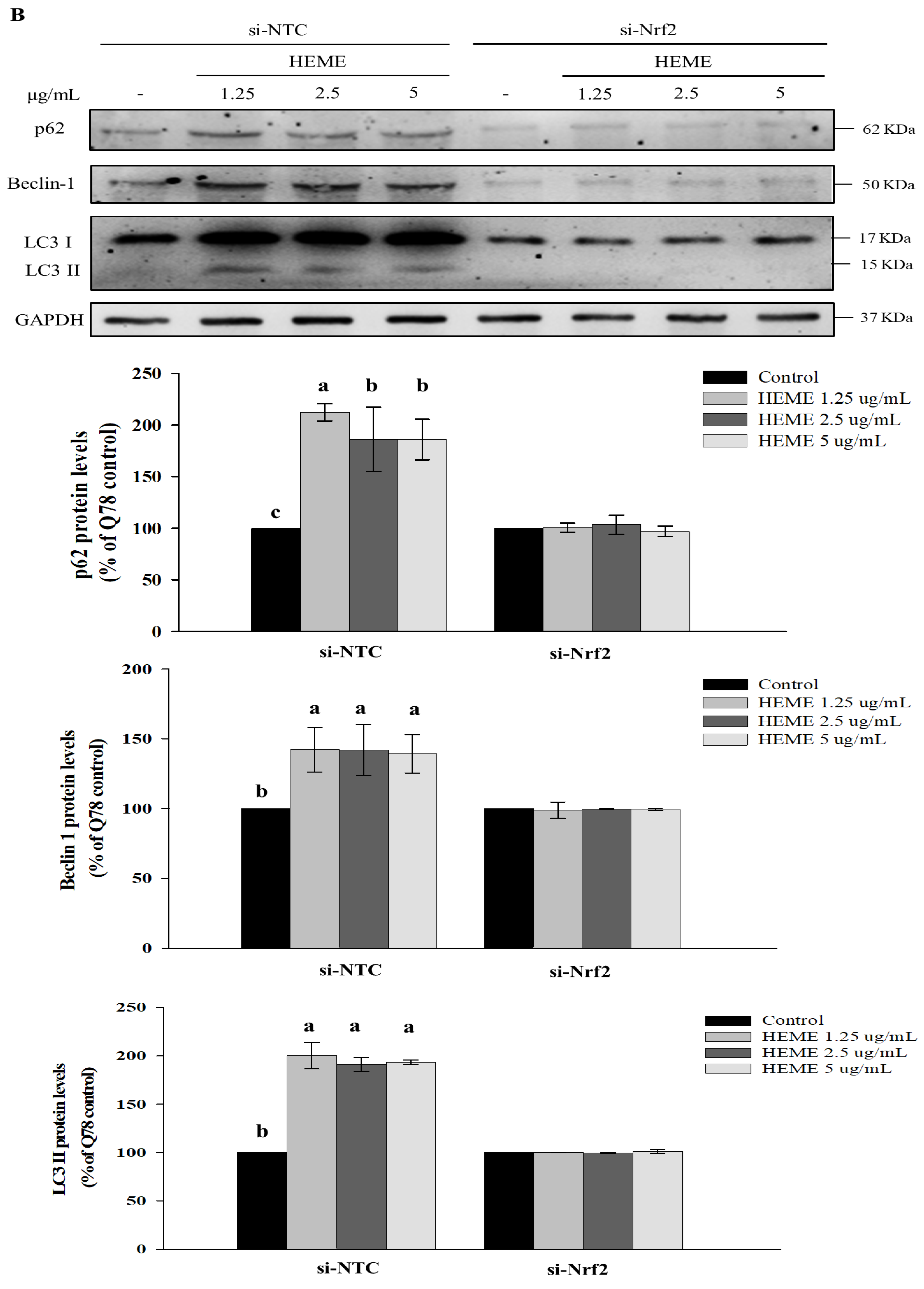 Antioxidants 13 01495 g008b