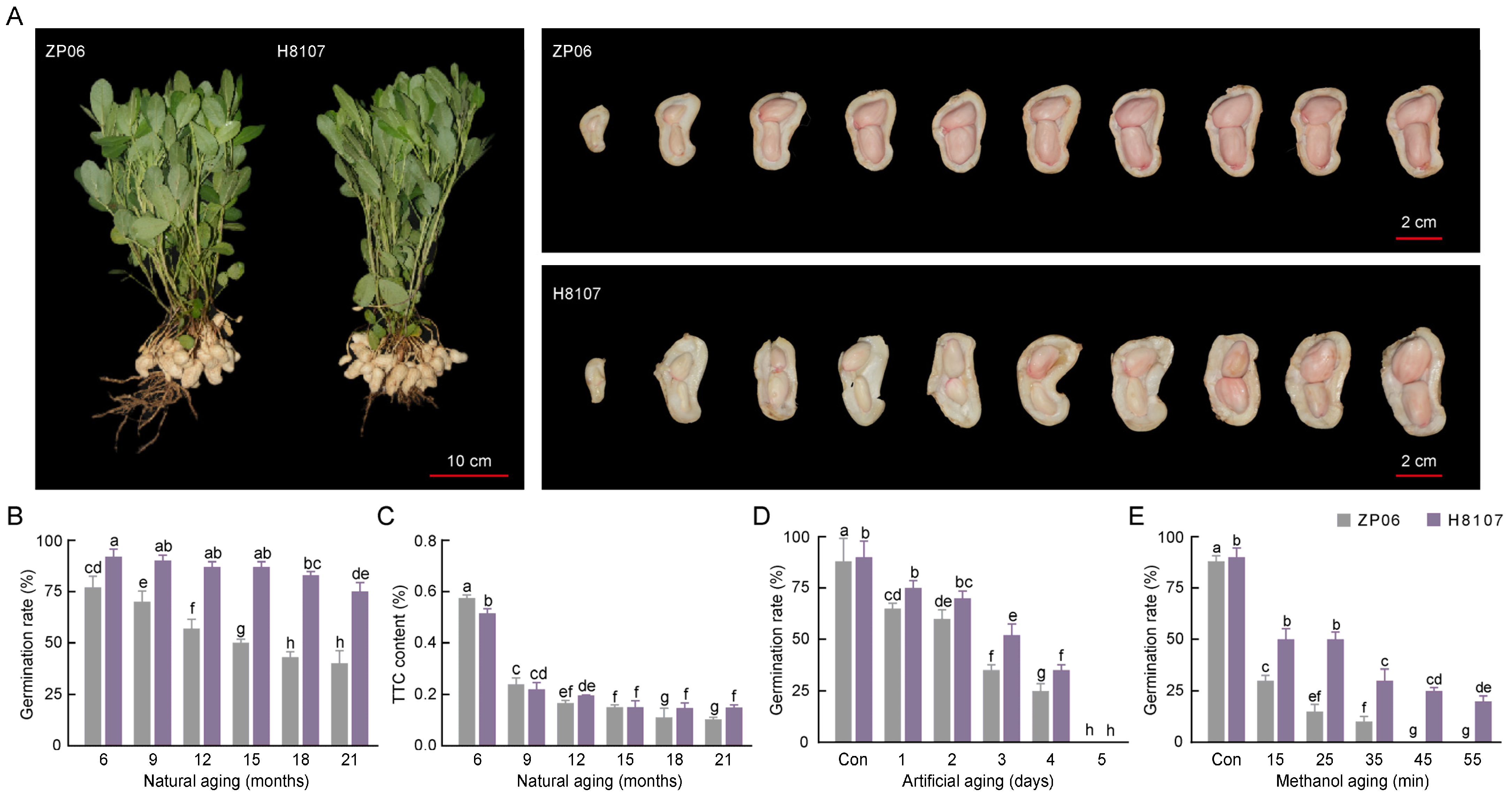 Antioxidants 13 01497 g001 Antioxidants 13 01497 g001