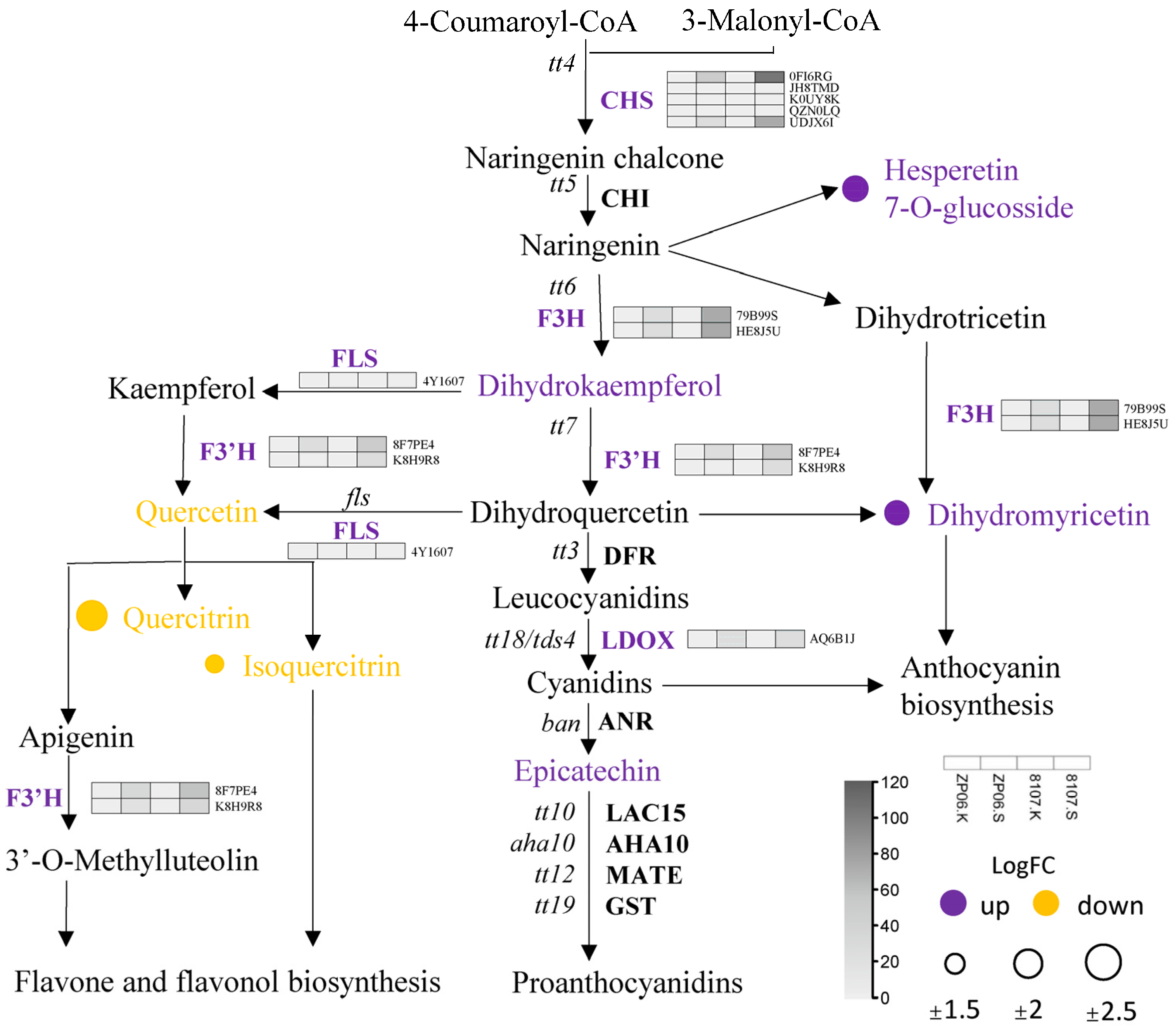 Antioxidants 13 01497 g004 Antioxidants 13 01497 g004