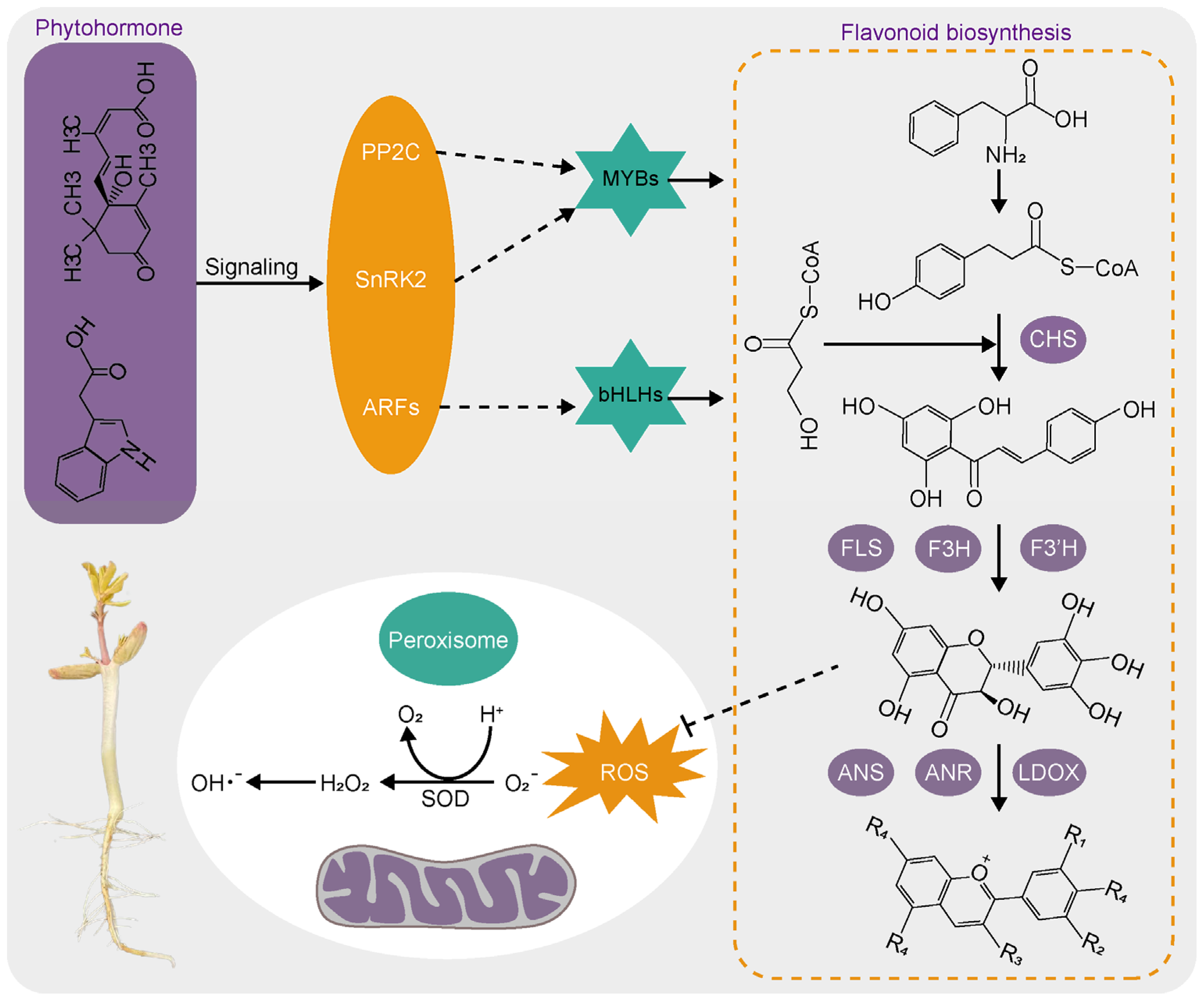 Antioxidants 13 01497 g007 Antioxidants 13 01497 g007