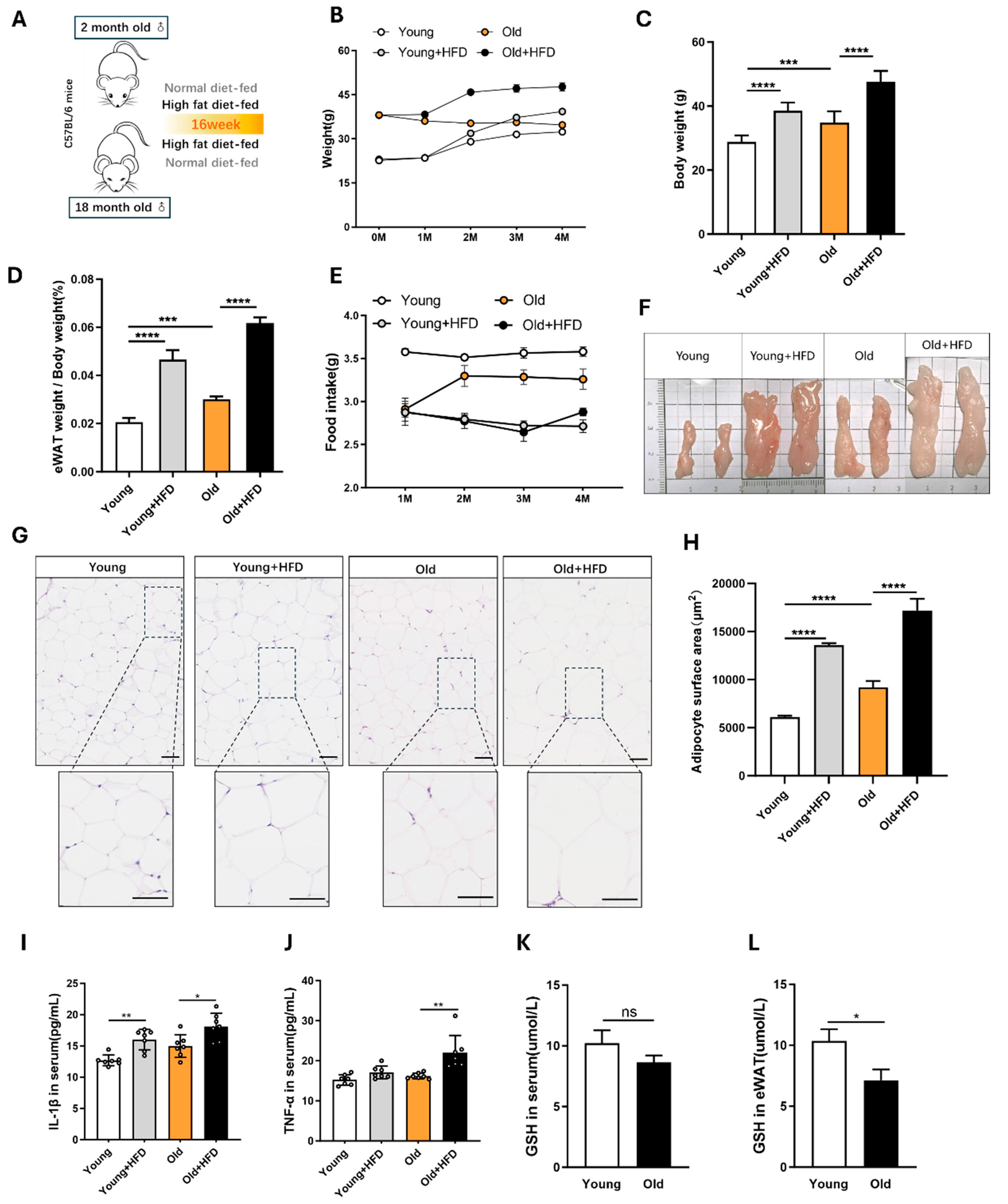 Antioxidants 13 01500 g001 Antioxidants 13 01500 g001