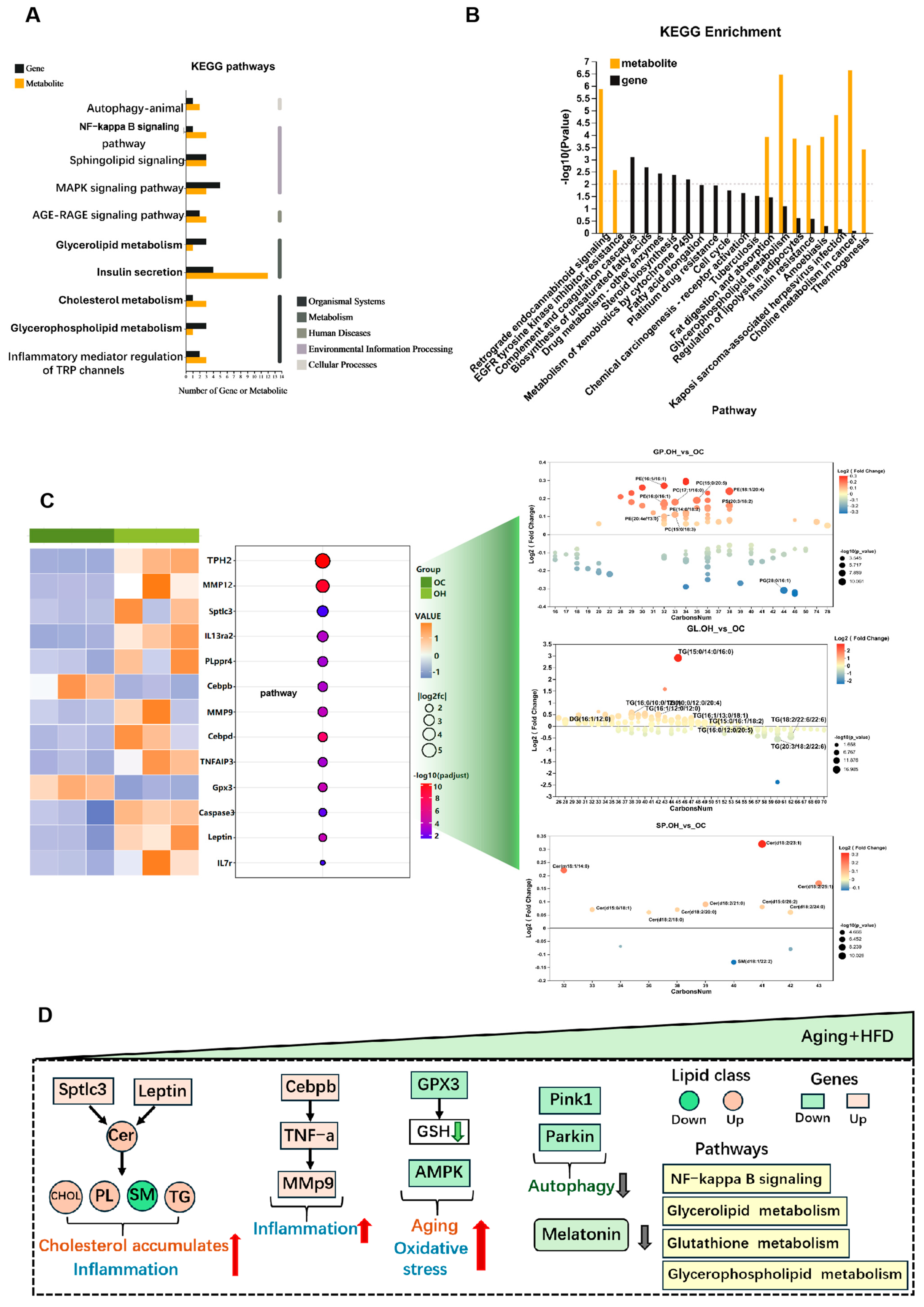 Antioxidants 13 01500 g004 Antioxidants 13 01500 g004