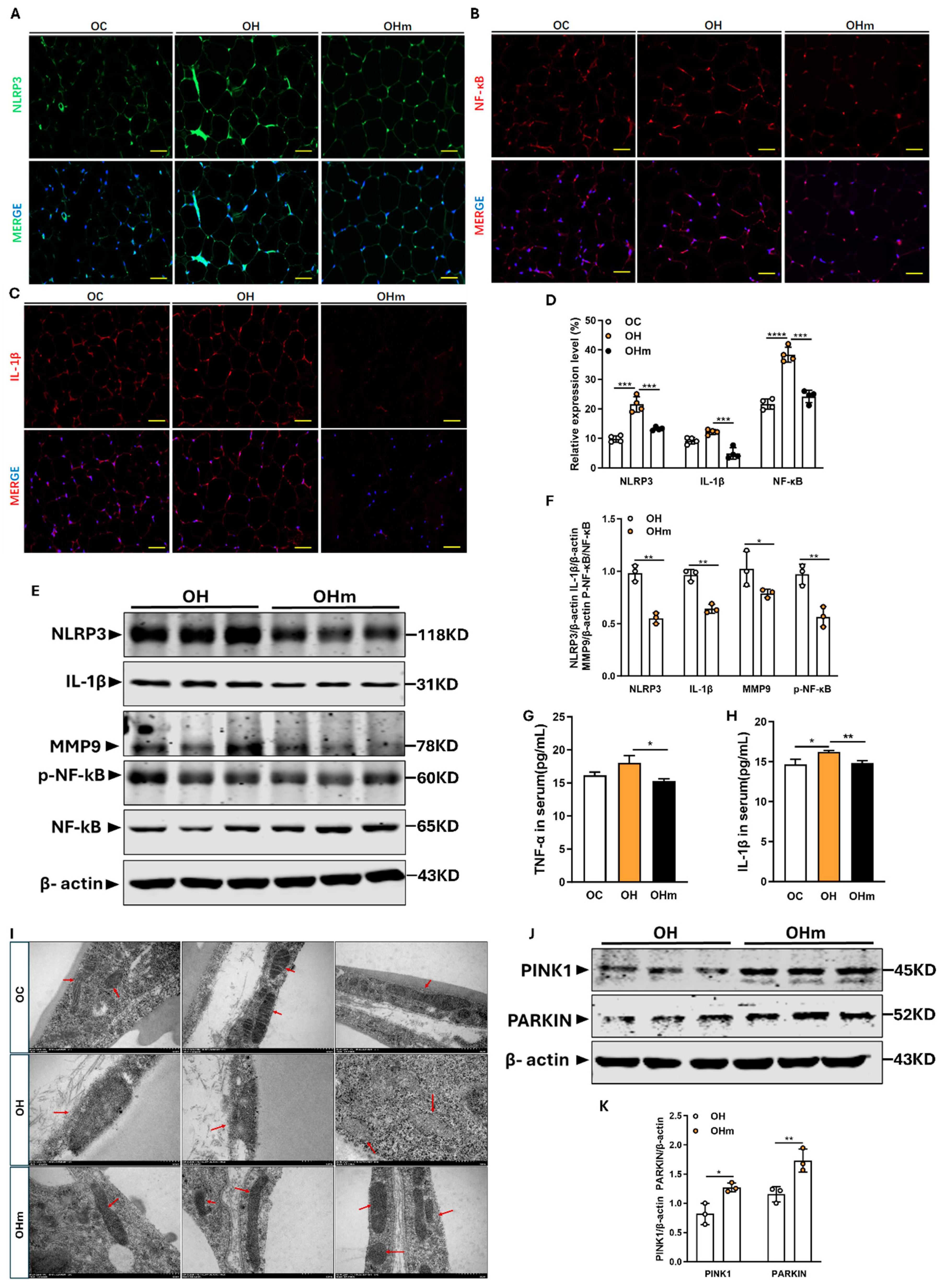 Antioxidants 13 01500 g007 Antioxidants 13 01500 g007