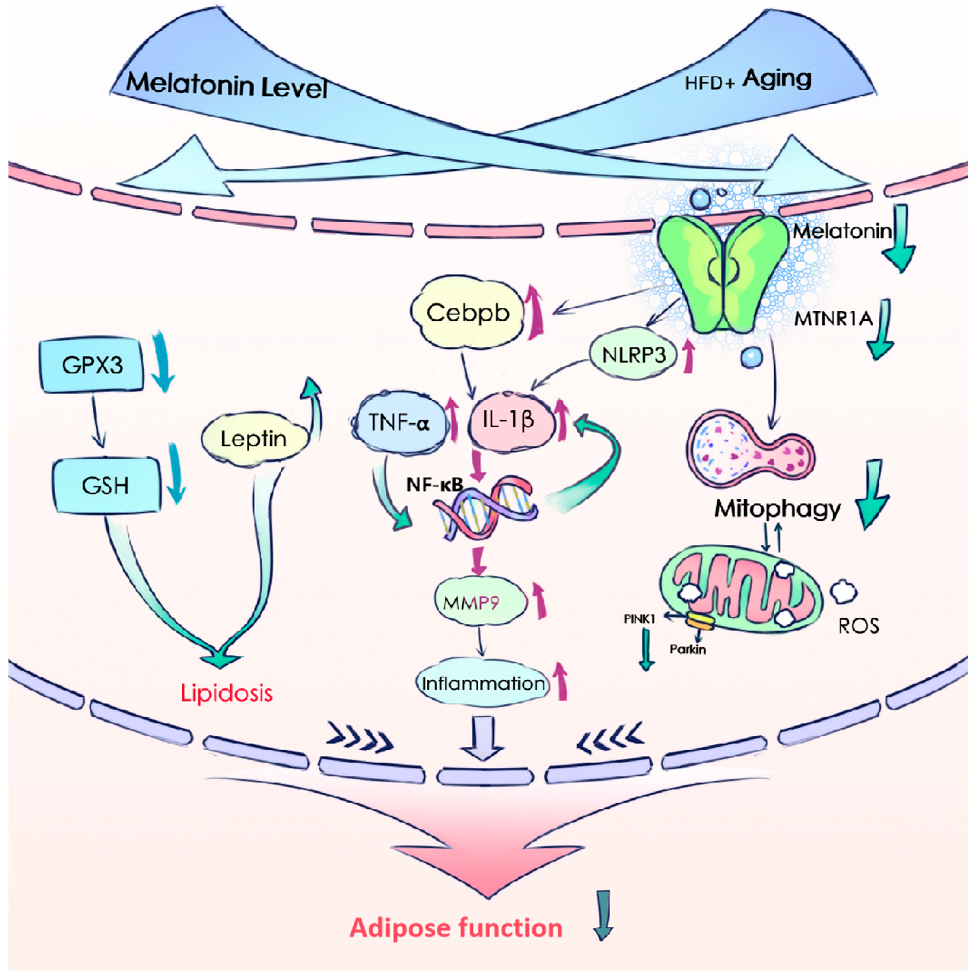 Antioxidants 13 01500 g008 Antioxidants 13 01500 g008