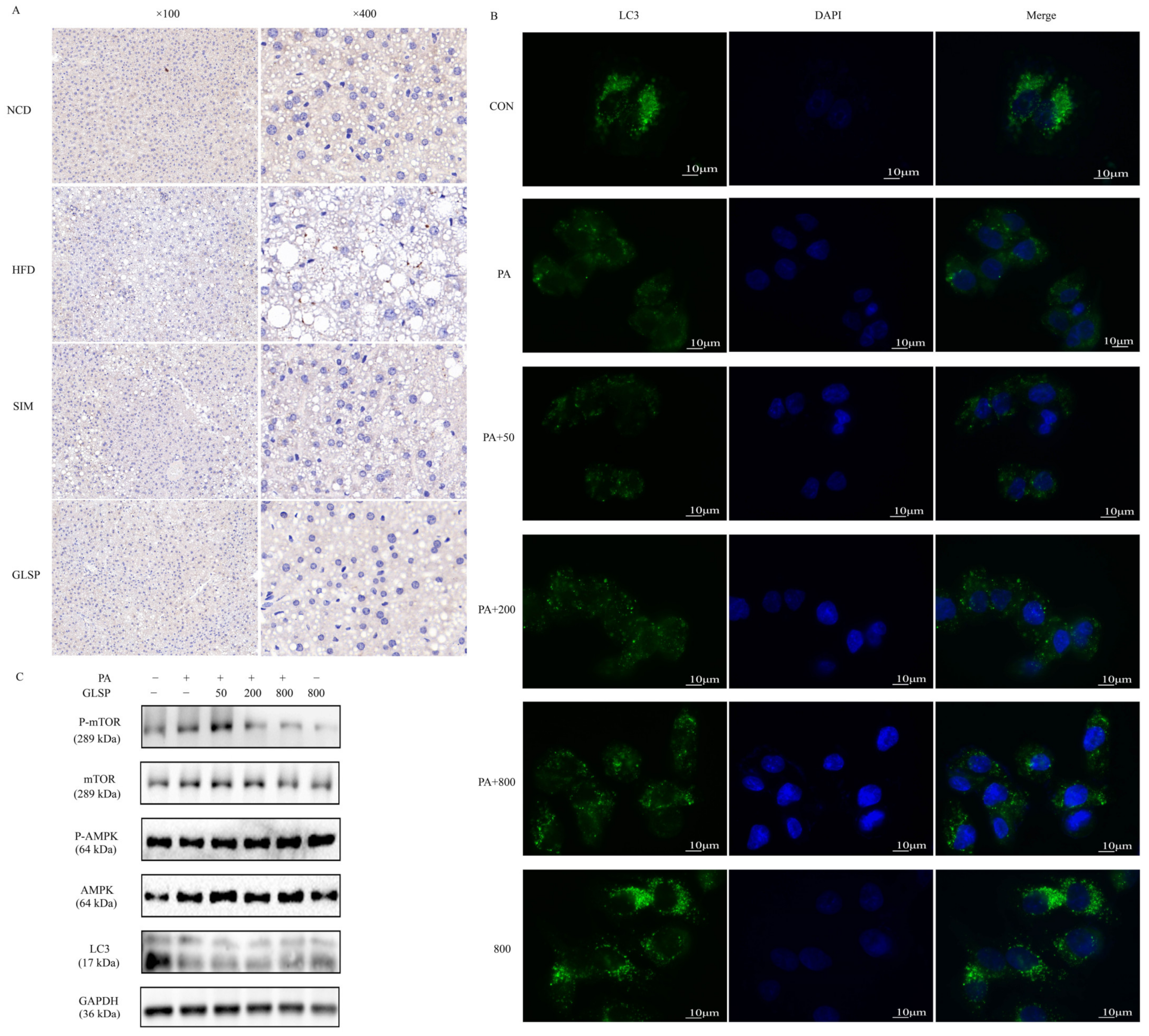 Antioxidants 13 01501 g004