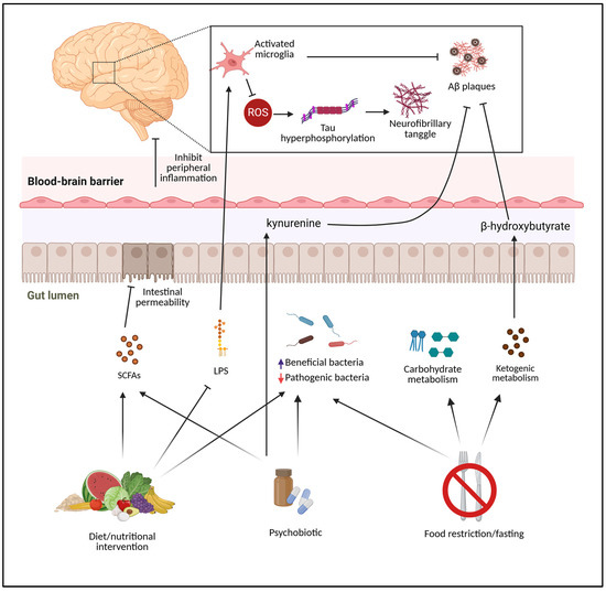Dietary Strategies to Mitigate Alzheimer's Disease: Insights Dietary Strategies to Mitigate Alzheimer's Disease: Insights
