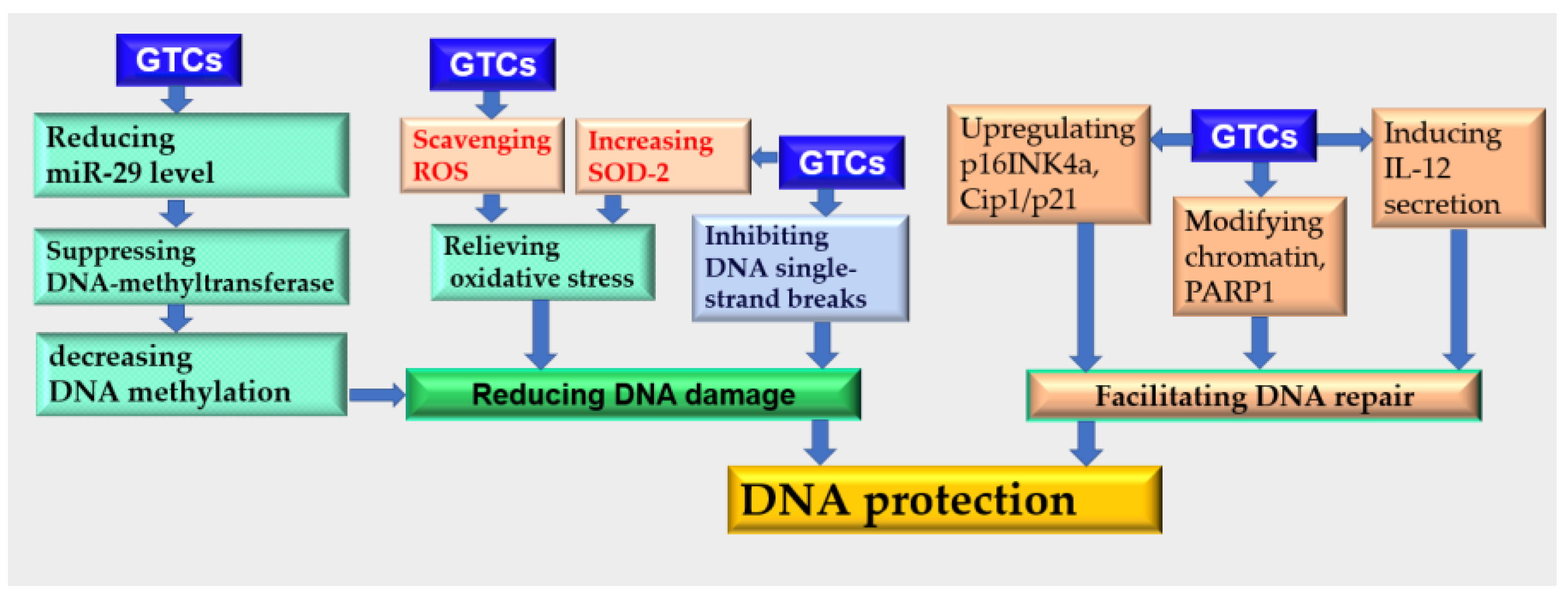 Antioxidants 13 01506 g004 Antioxidants 13 01506 g004