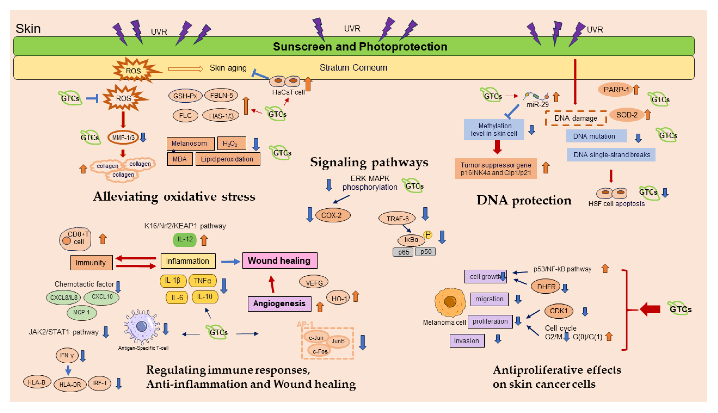 Antioxidants 13 01506 g007 Antioxidants 13 01506 g007