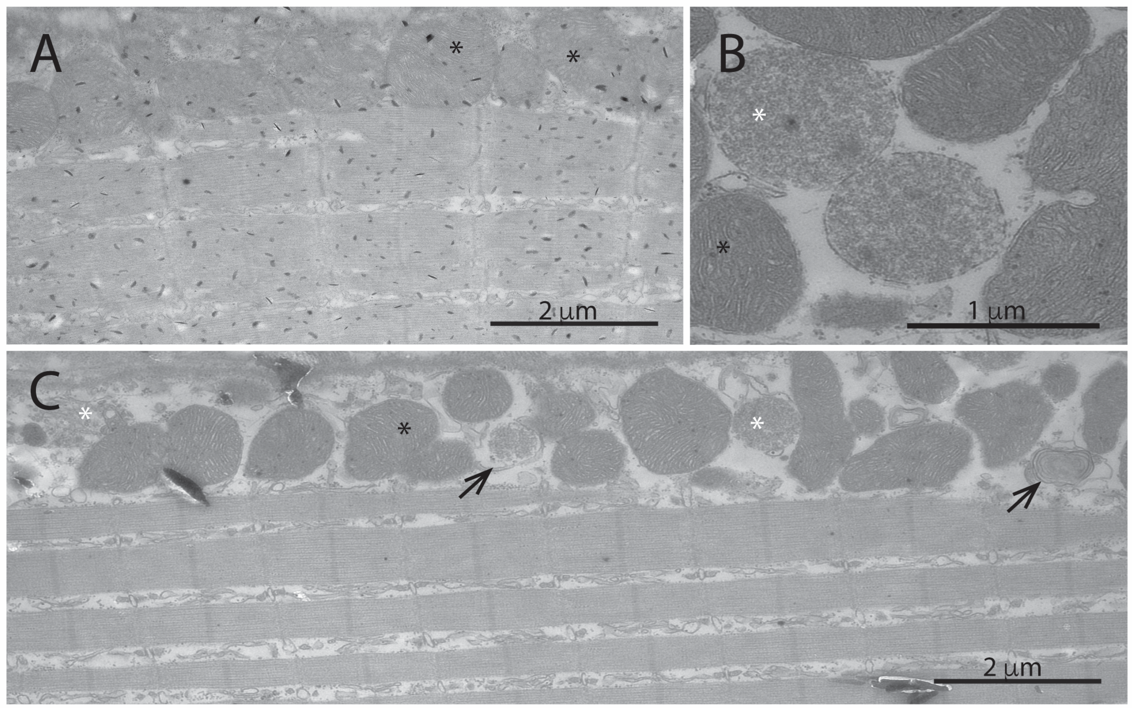 Antioxidants 13 01509 g002