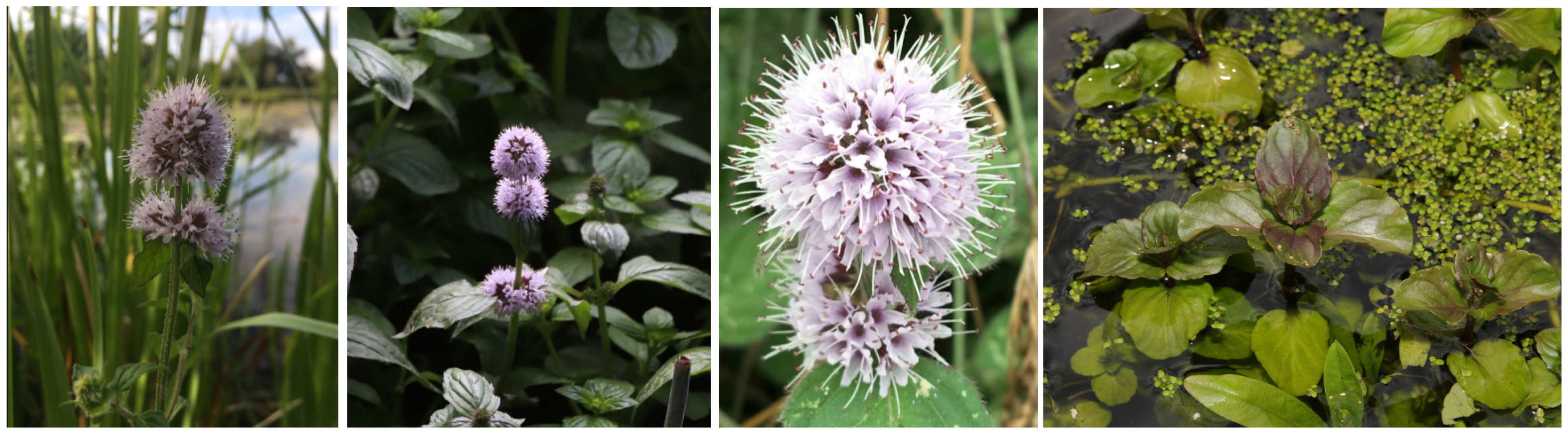 Antioxidants 13 01512 g001