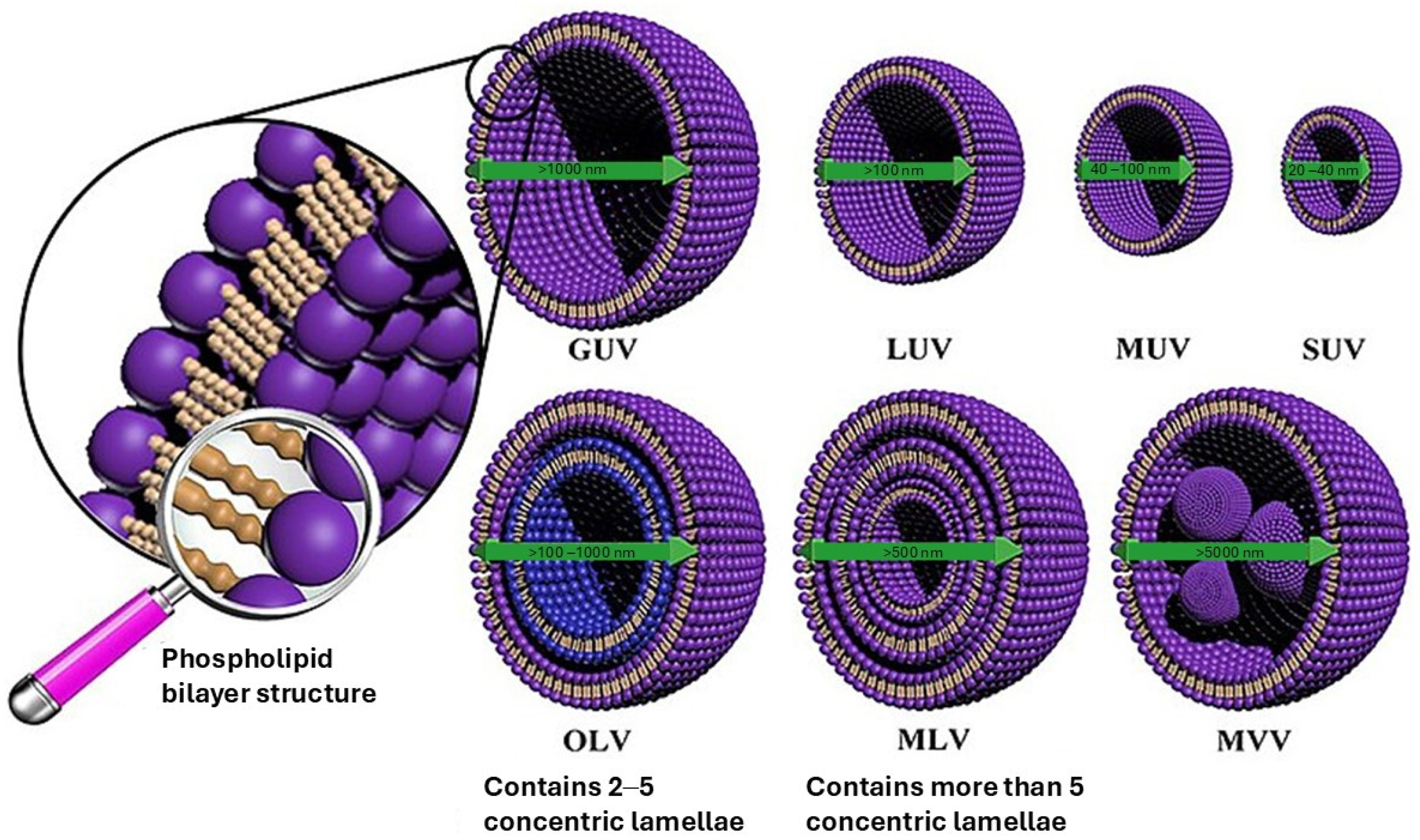 Antioxidants 13 01516 g004 Antioxidants 13 01516 g004