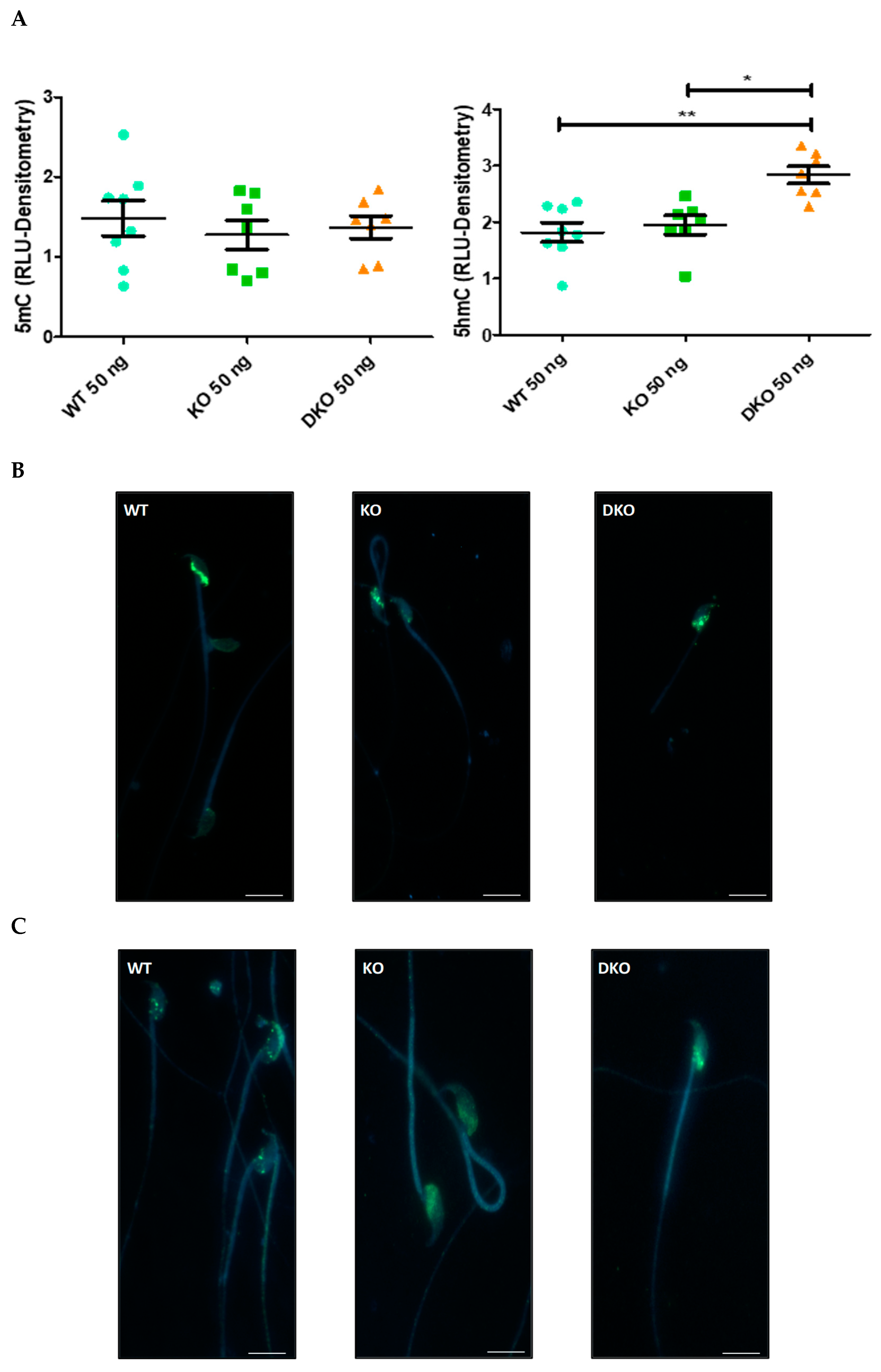 Antioxidants 13 01520 g001