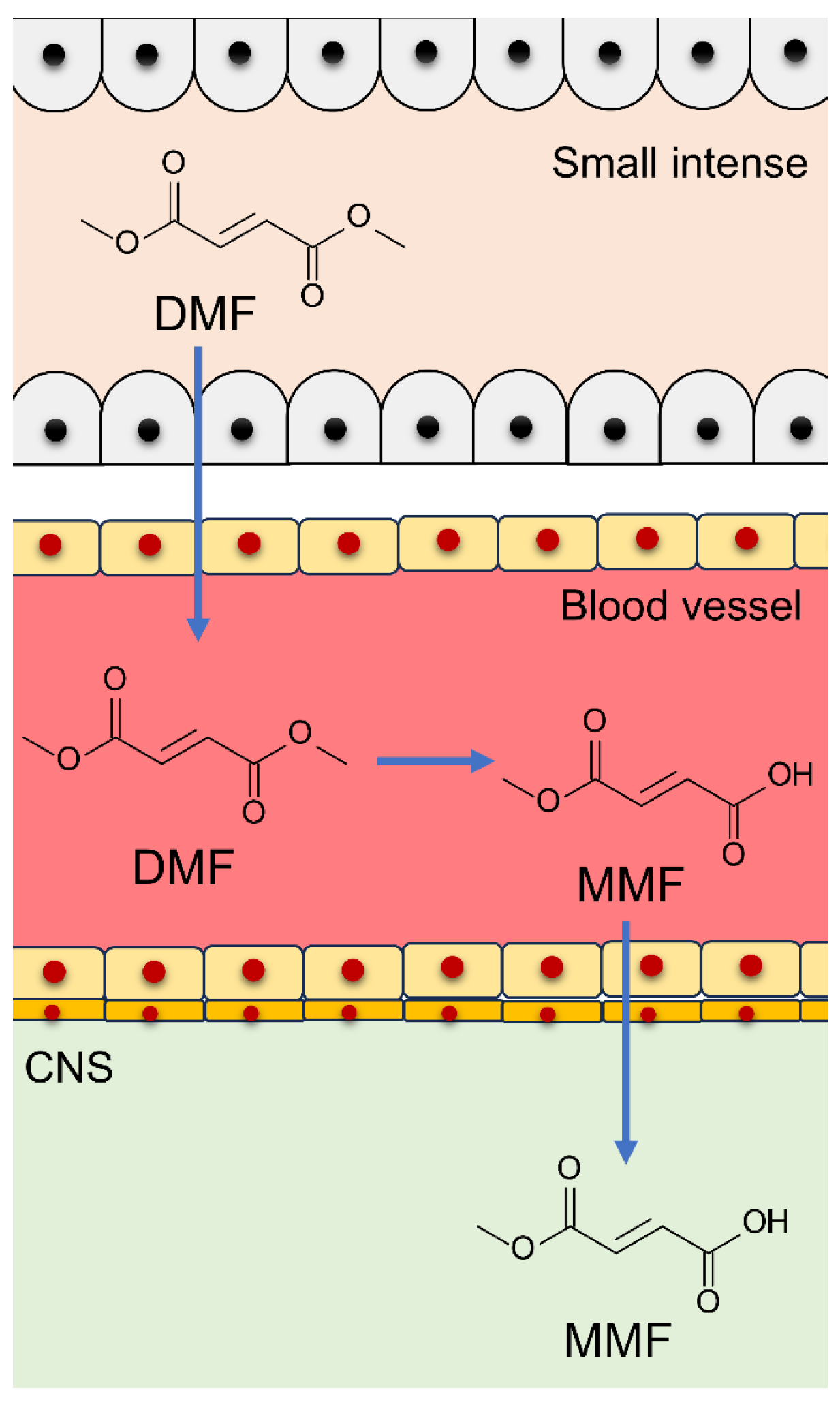 Antioxidants 13 01527 g002