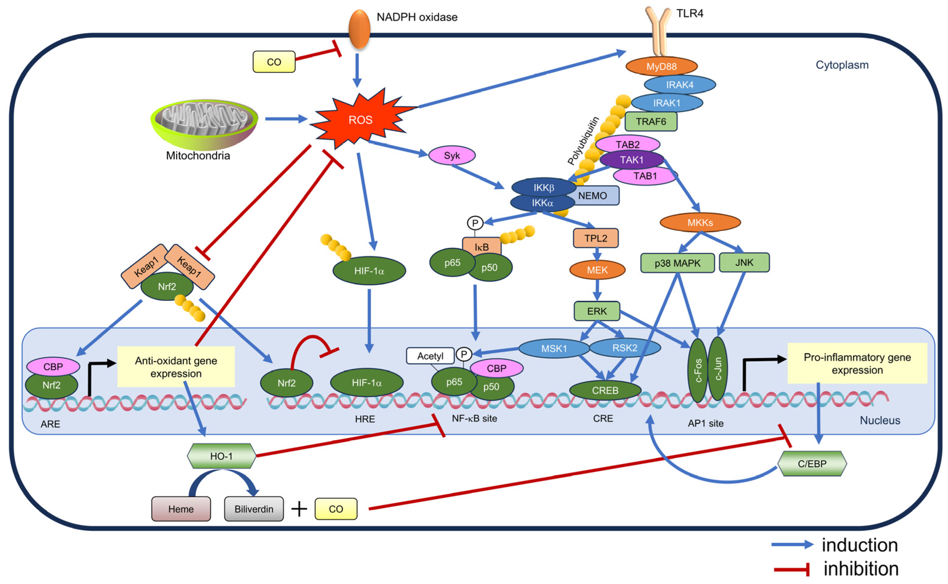 Antioxidants 13 01527 g004