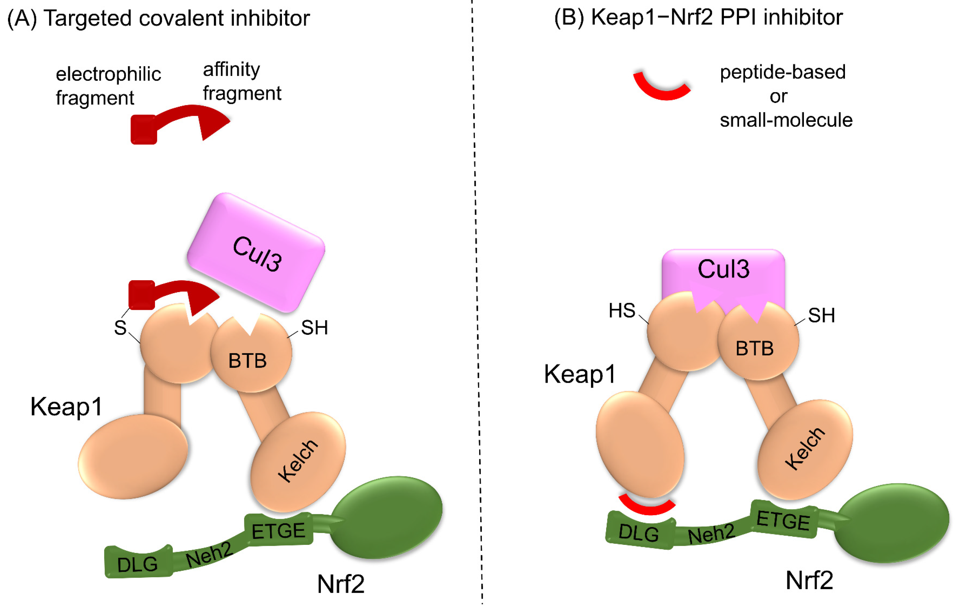 Antioxidants 13 01527 g006