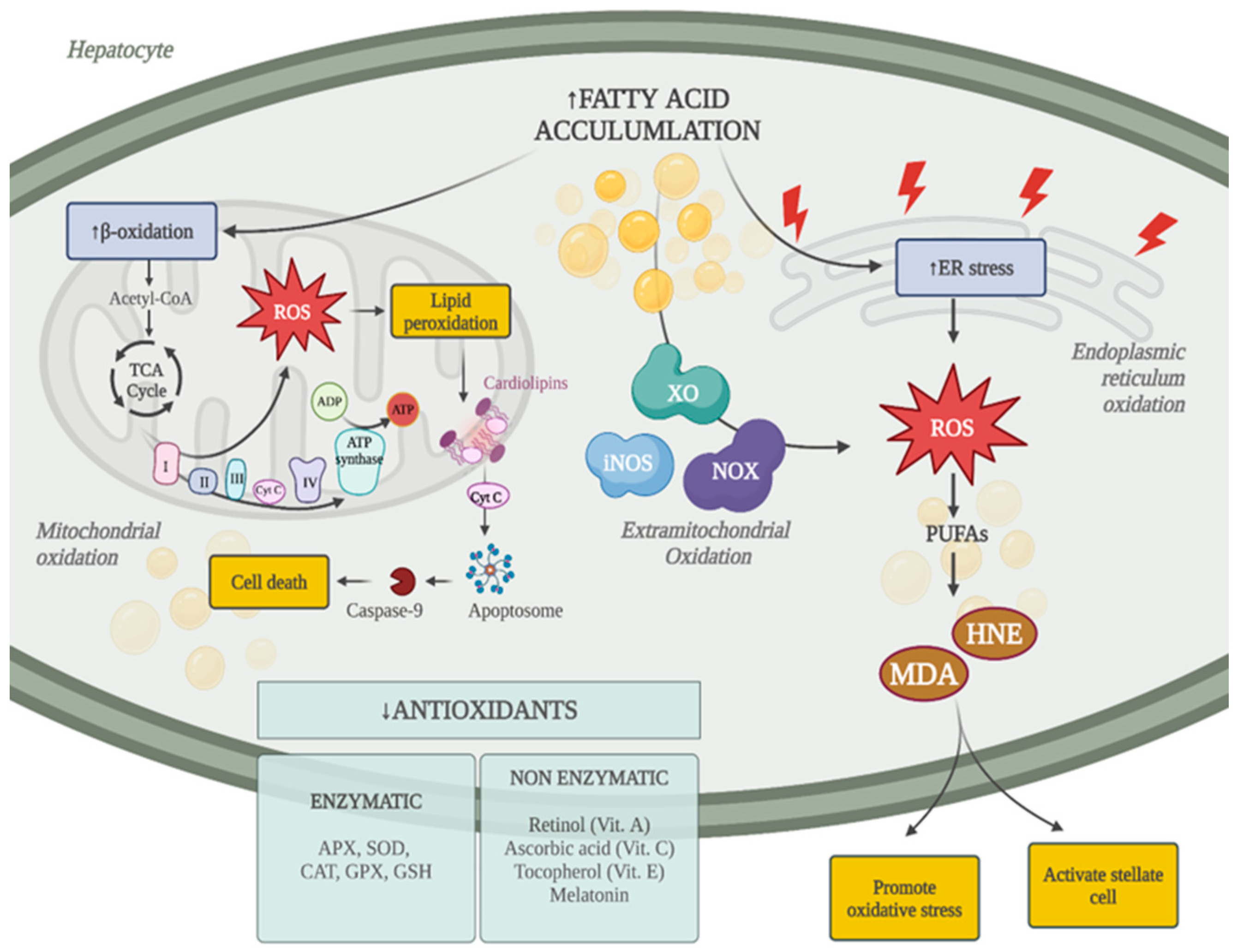 Antioxidants 13 01532 g001