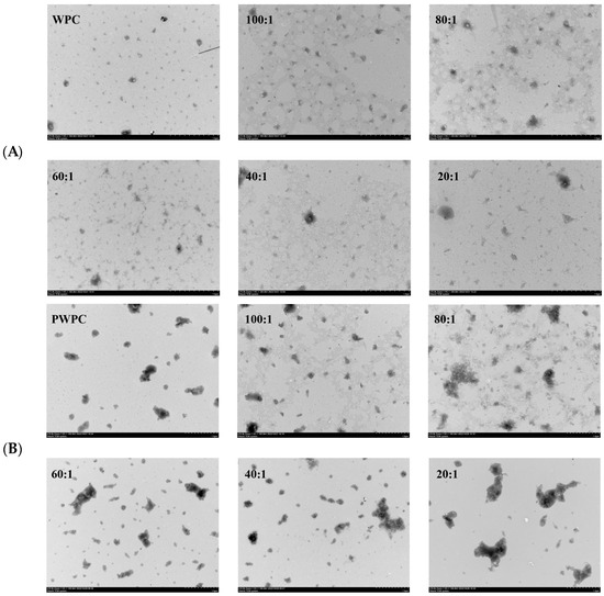 Physicochemical Properties, Antioxidant Capacity and