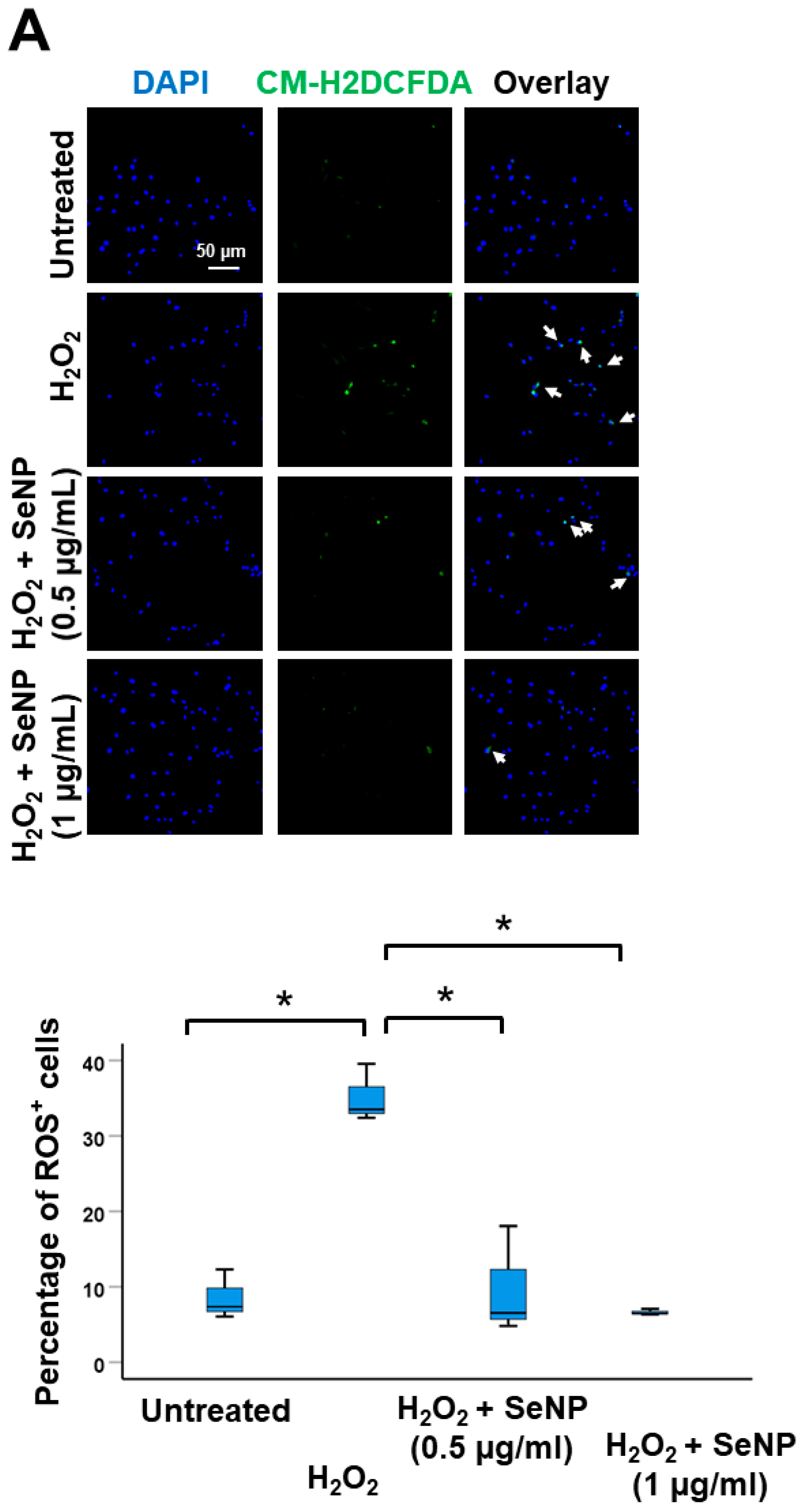 Antioxidants 13 01536 g003a