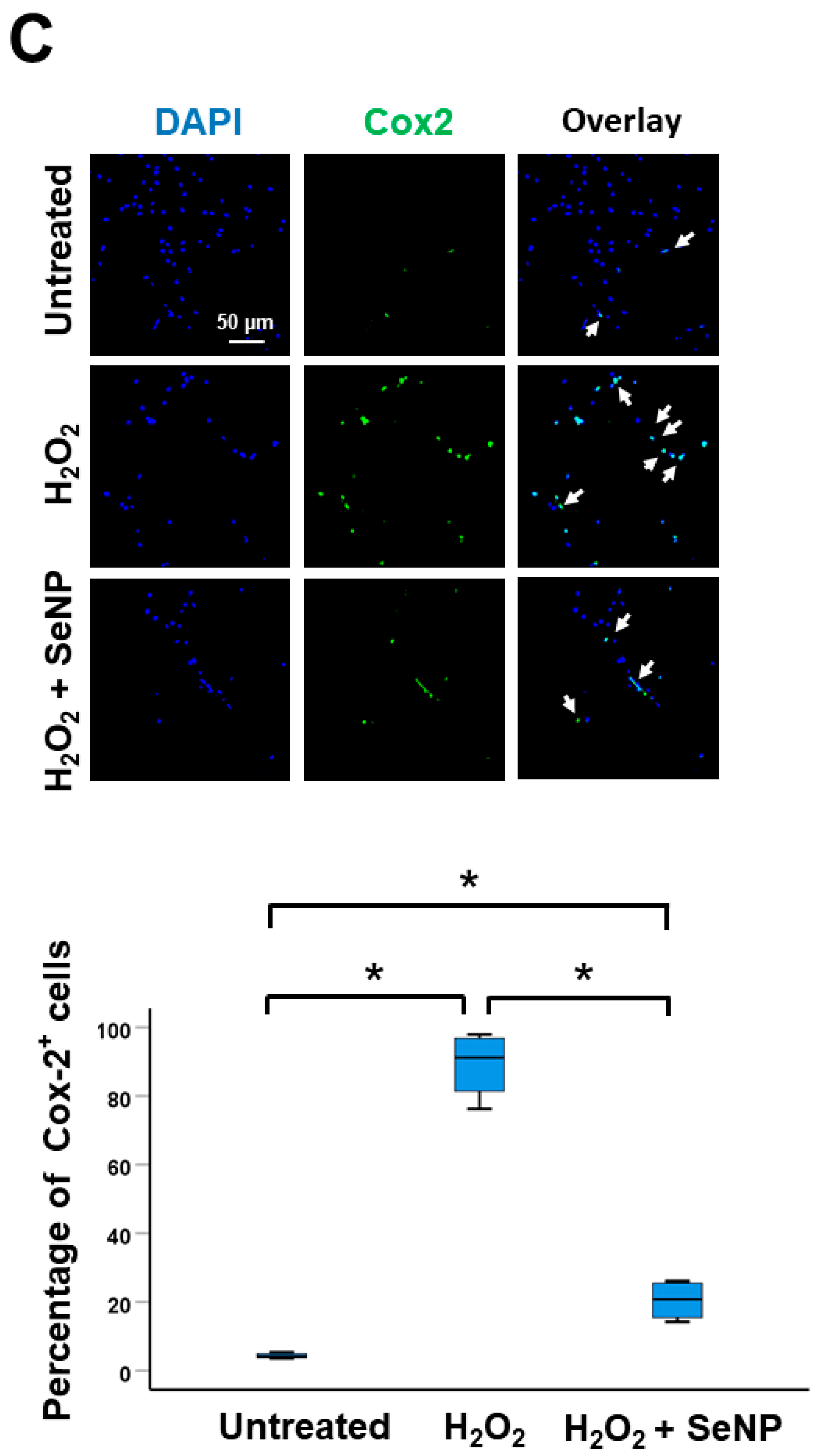 Antioxidants 13 01536 g004c