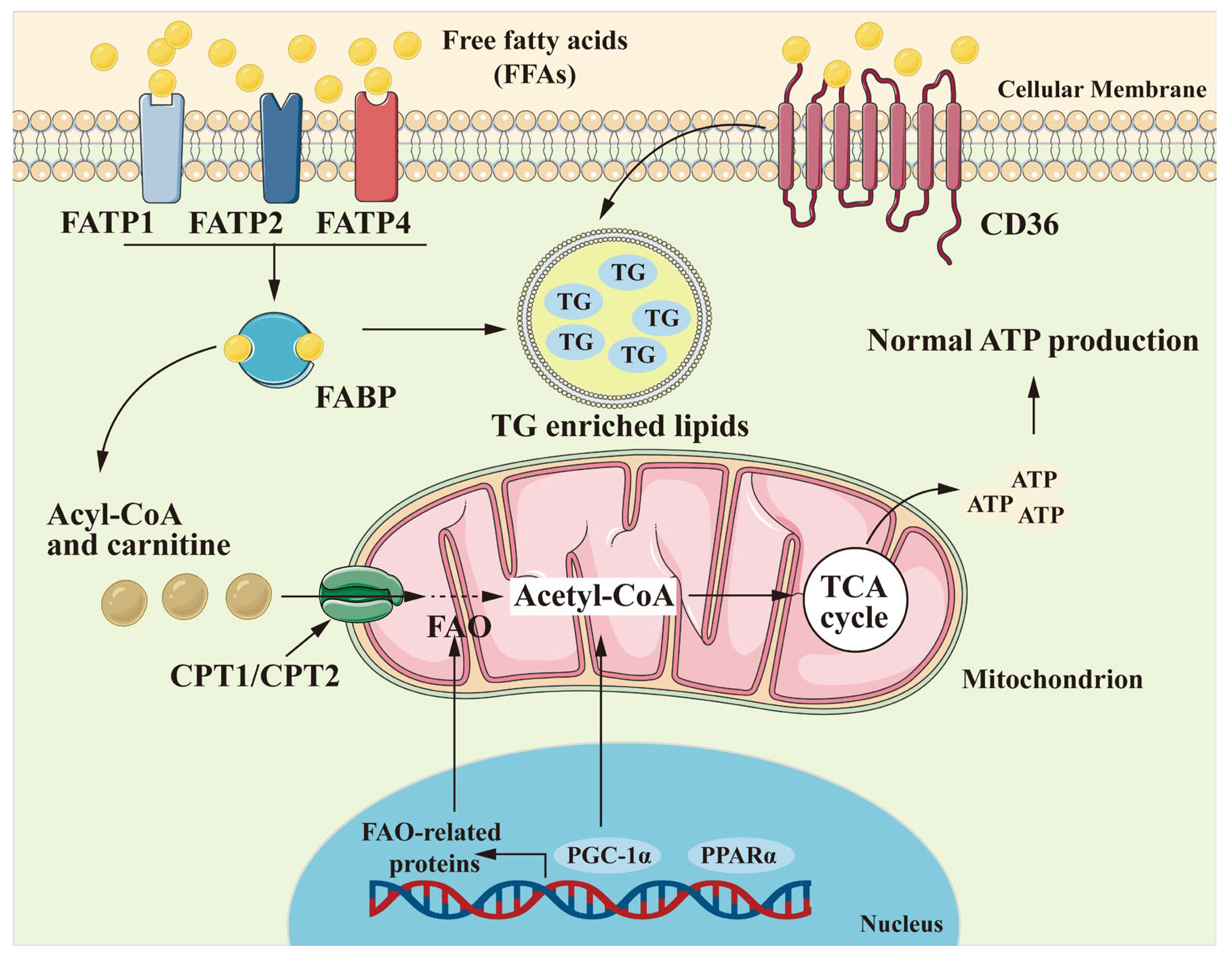 Antioxidants 13 01540 g002
