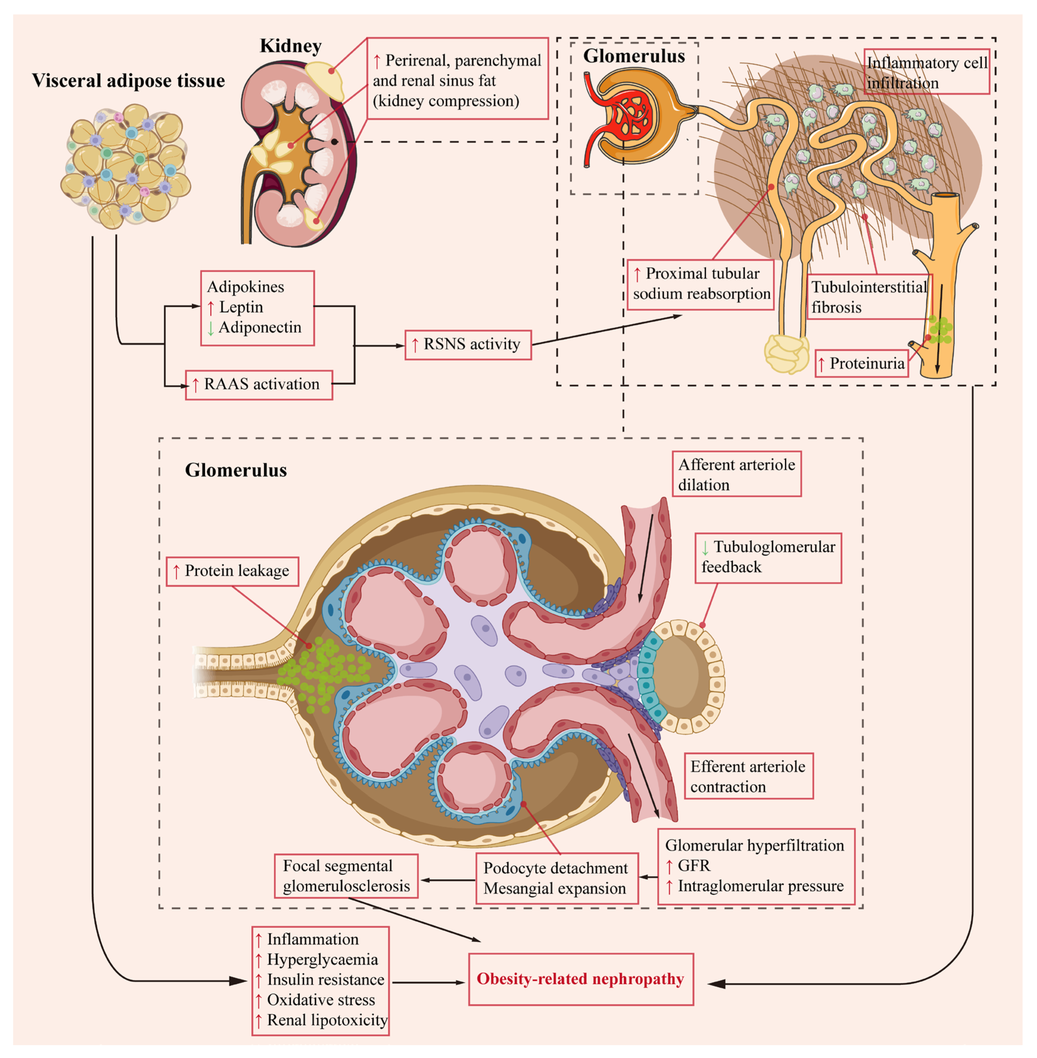 Antioxidants 13 01540 g003