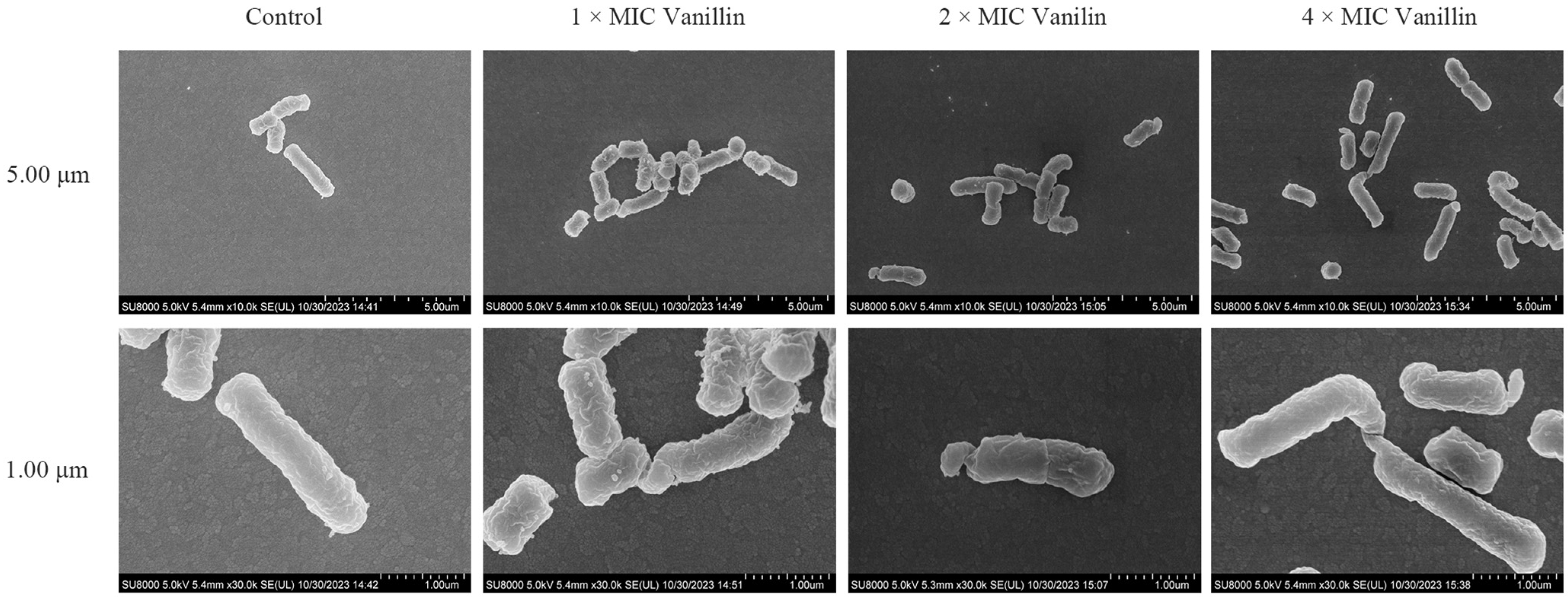 Antioxidants 13 01544 g001