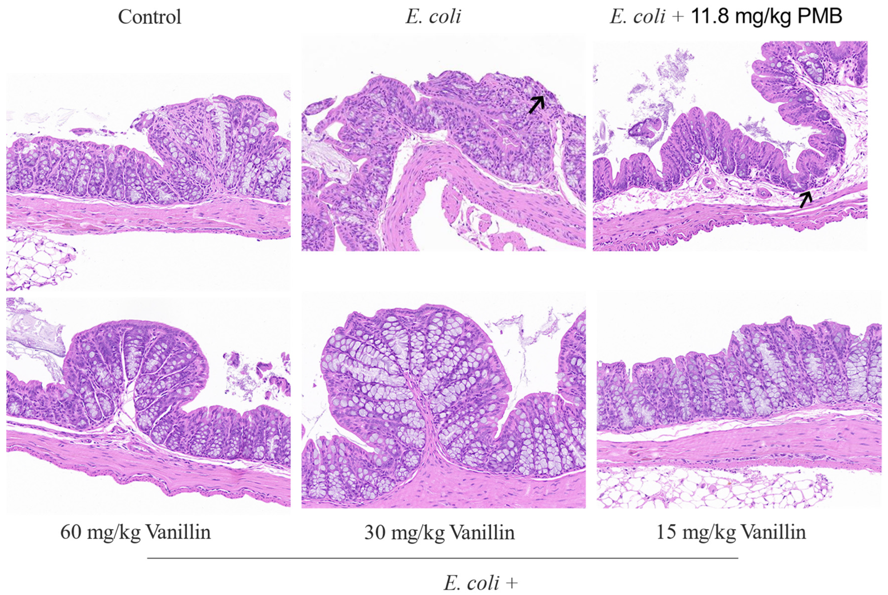 Antioxidants 13 01544 g006