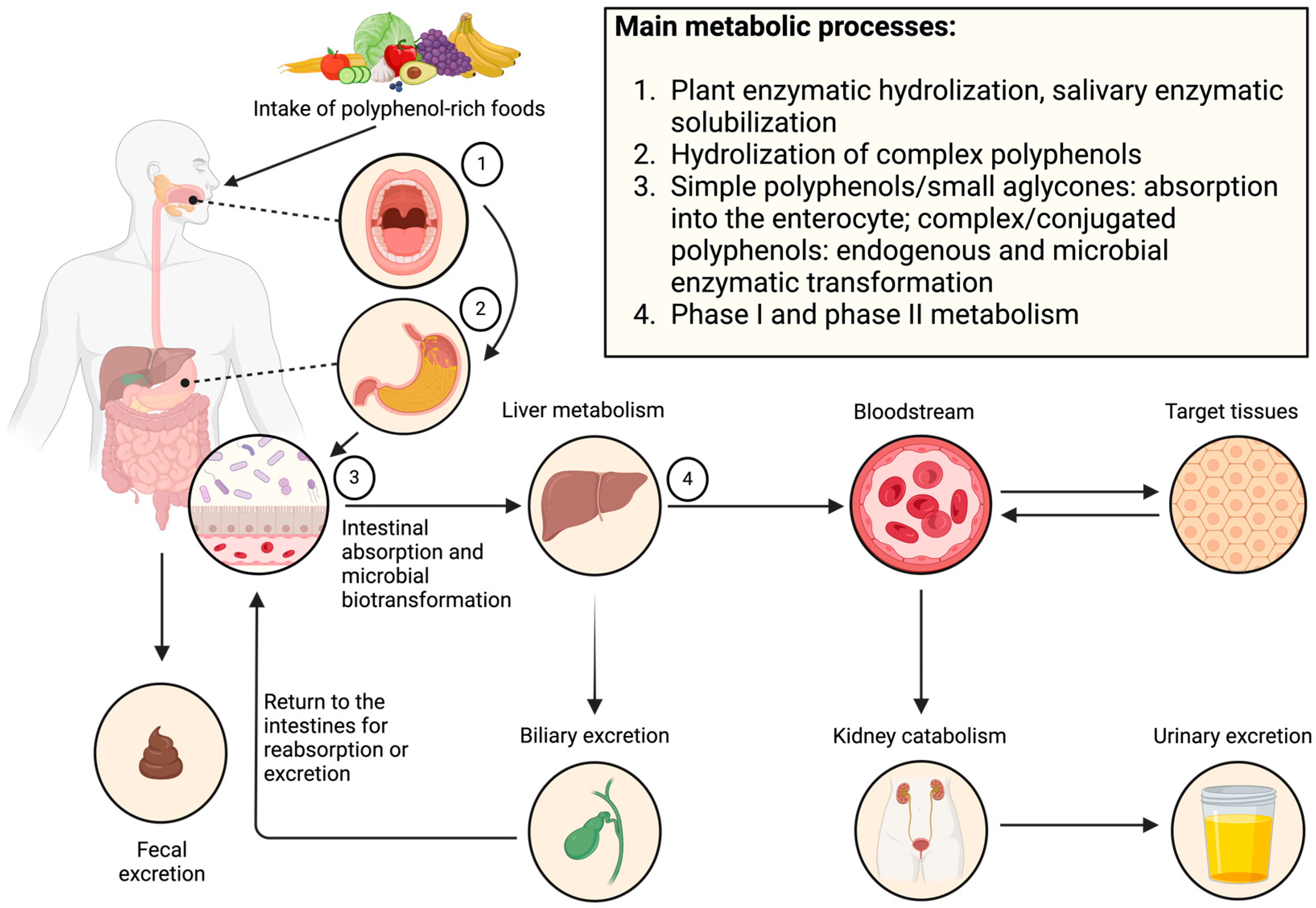 Antioxidants 13 01552 g001