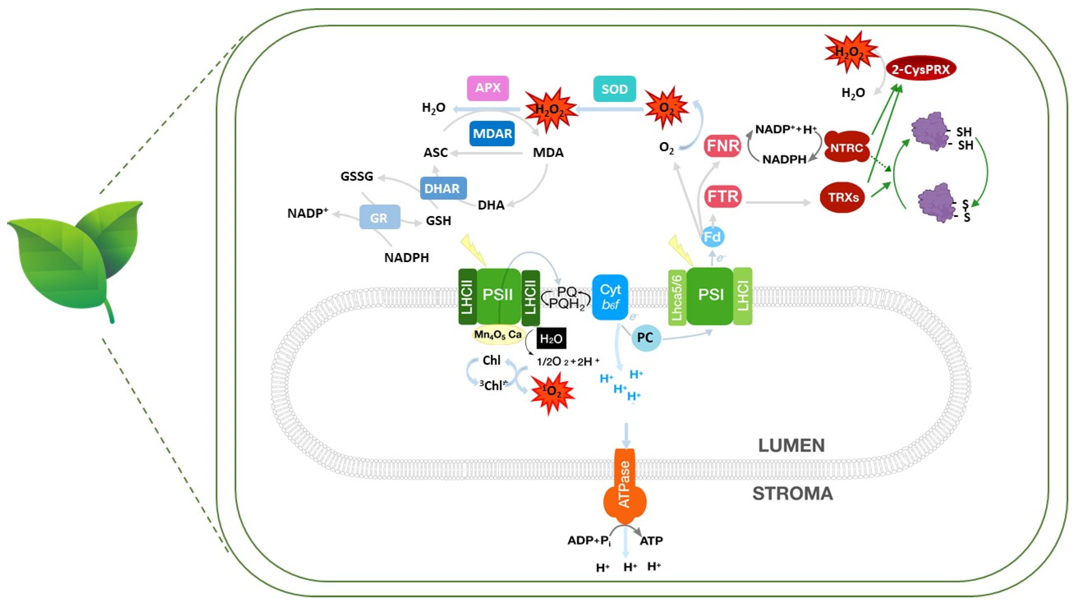 Antioxidants 13 01553 g001
