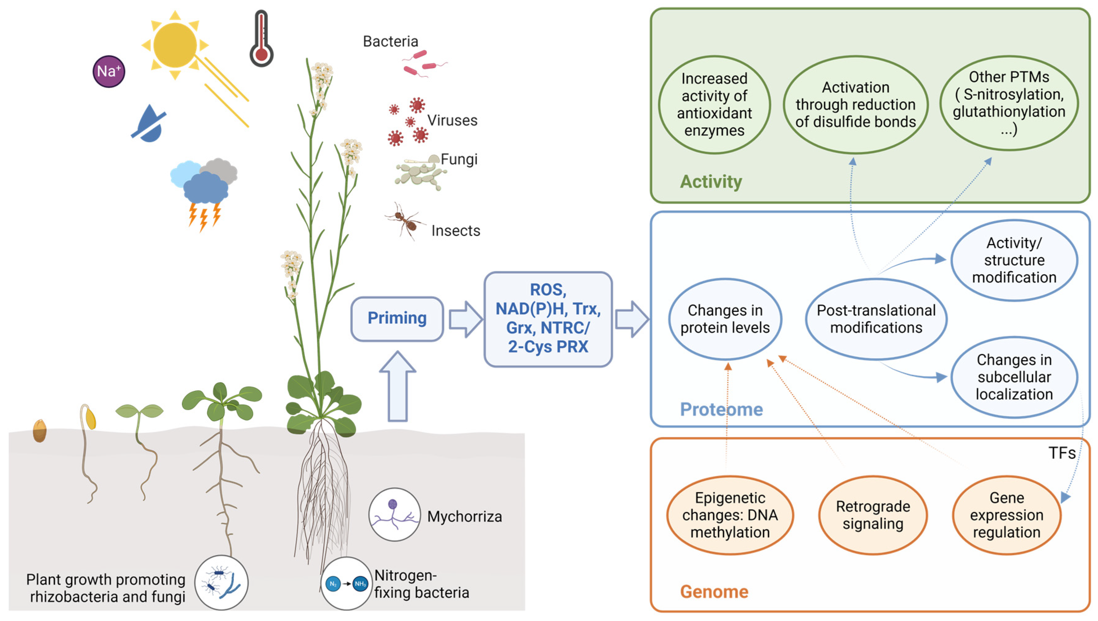 Antioxidants 13 01553 g002