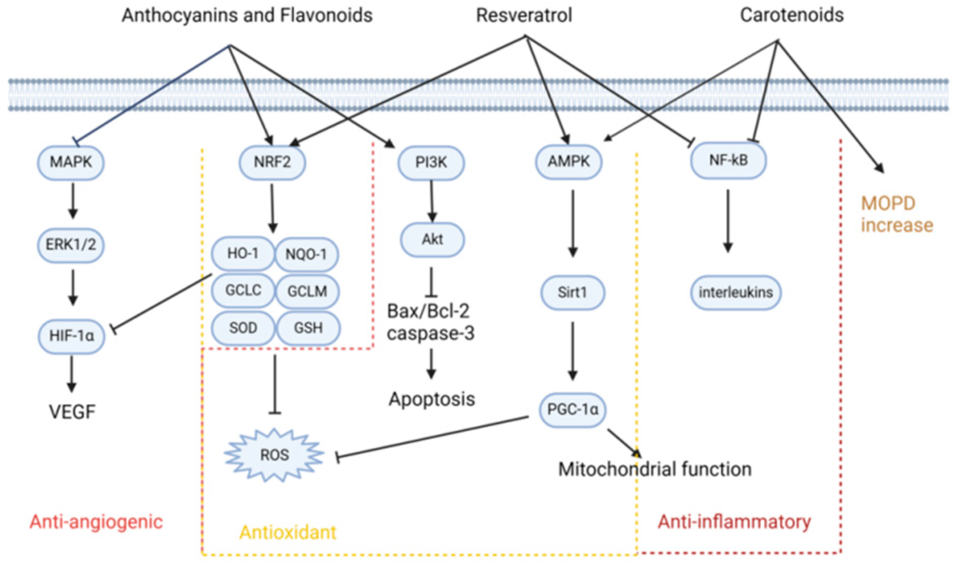 Antioxidants 13 01558 g003