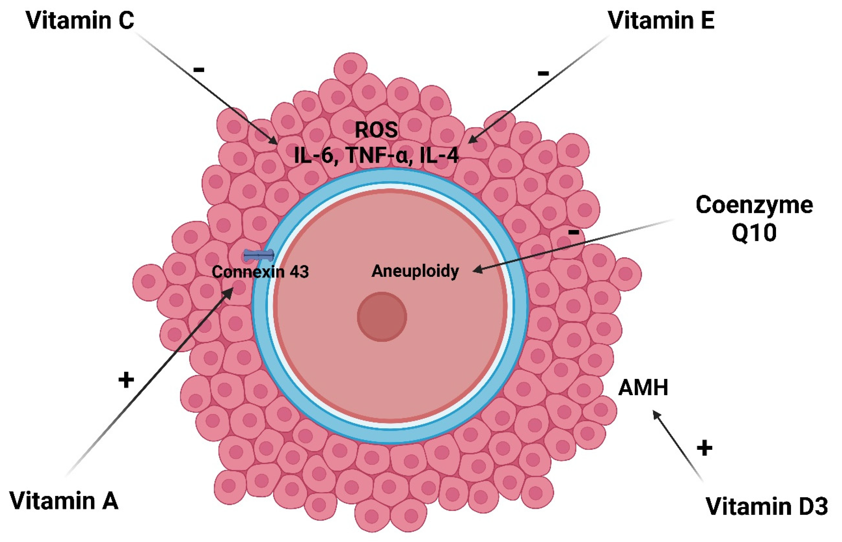 Antioxidants 13 01567 g002