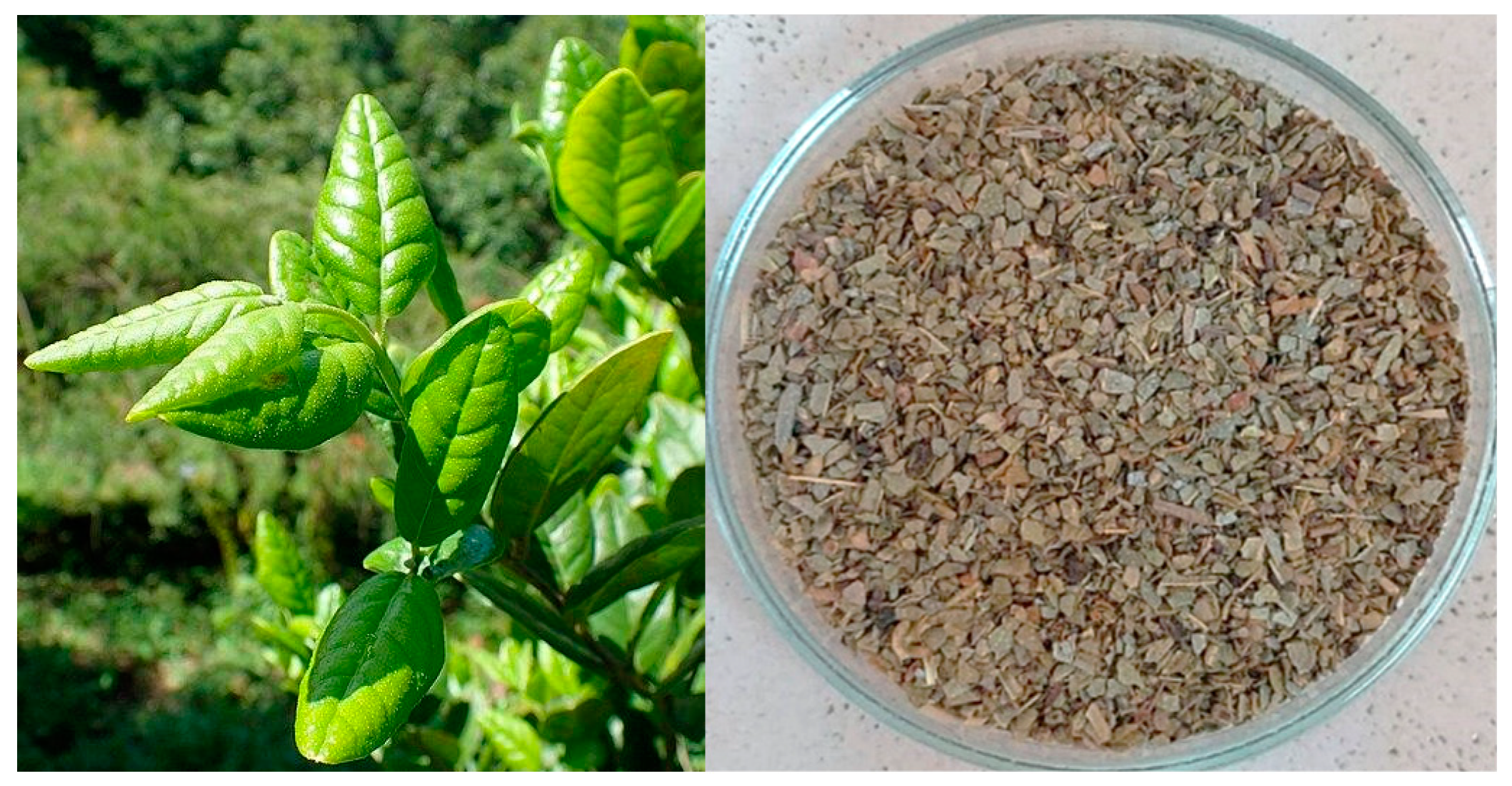 Antioxidants 13 01568 g001