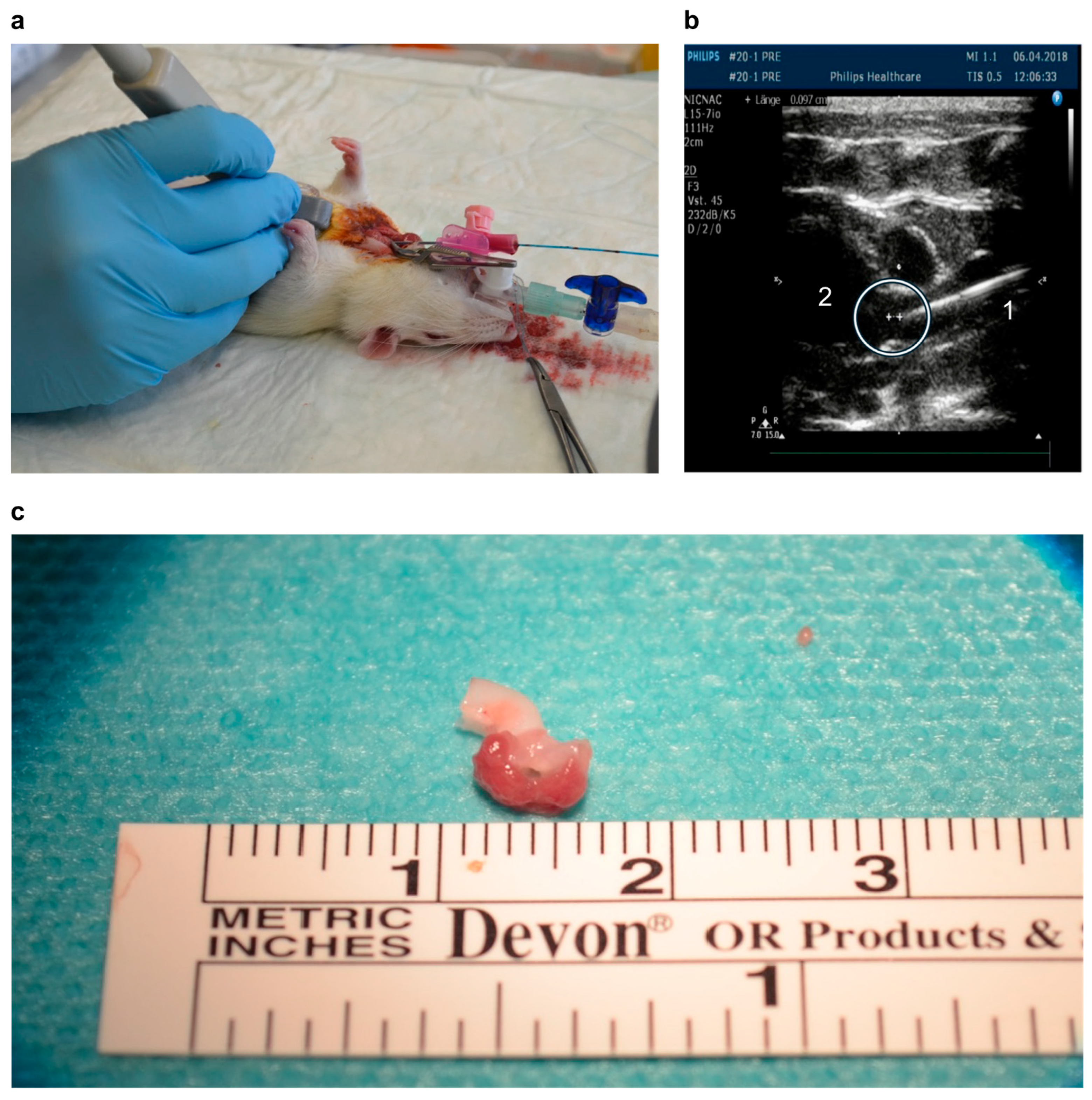 Antioxidants 13 01570 g001