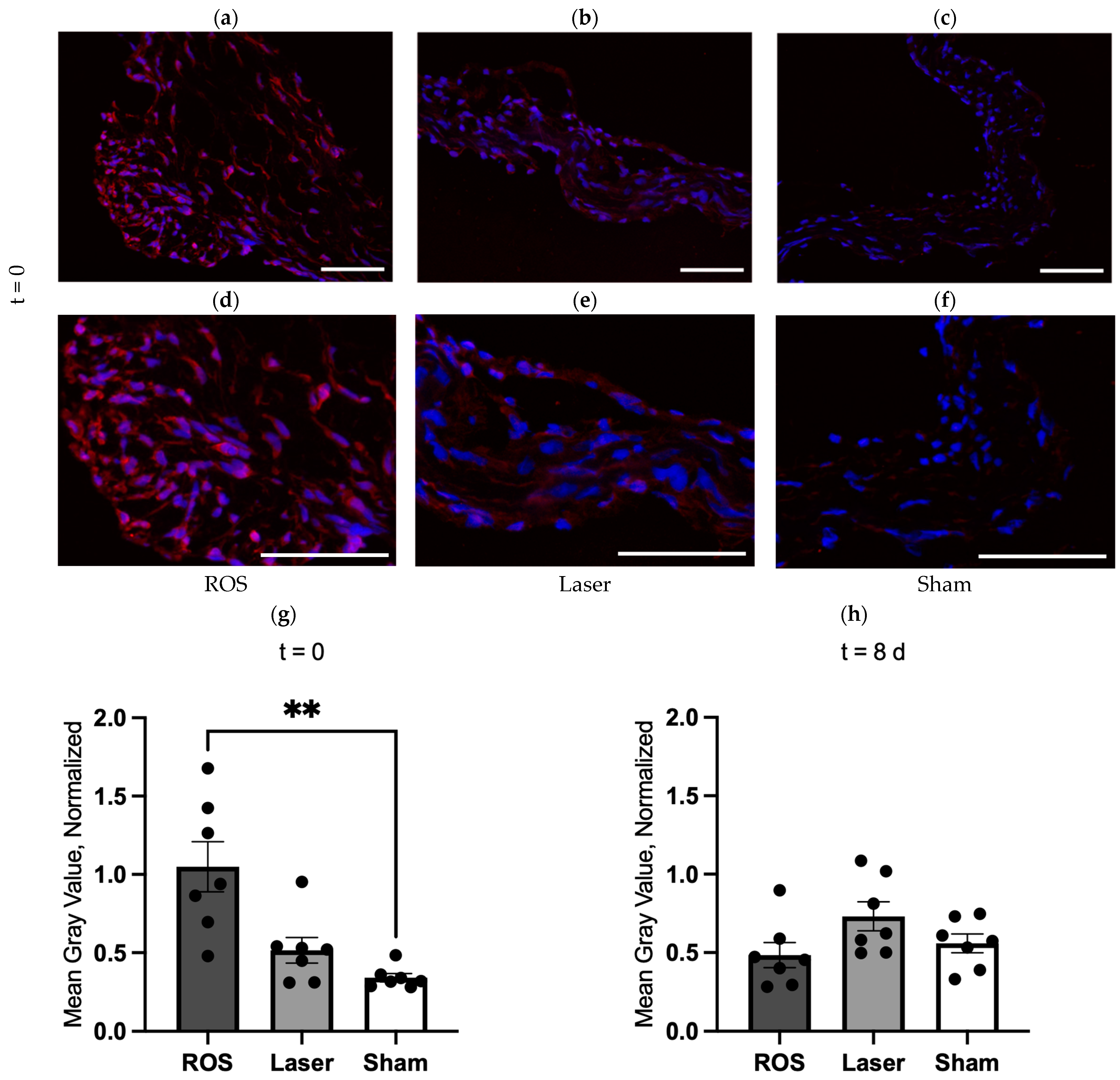 Antioxidants 13 01570 g002