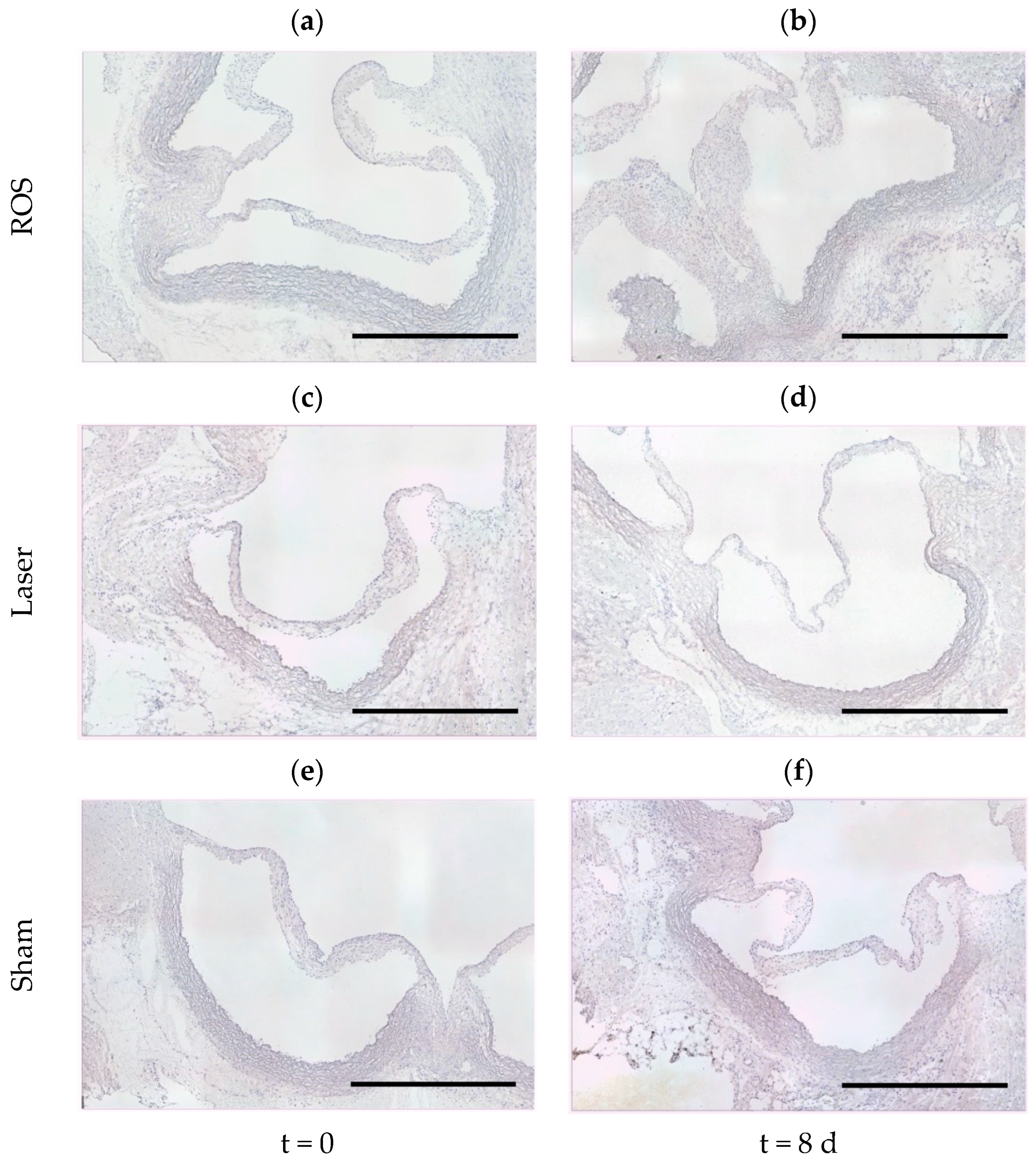 Antioxidants 13 01570 g003