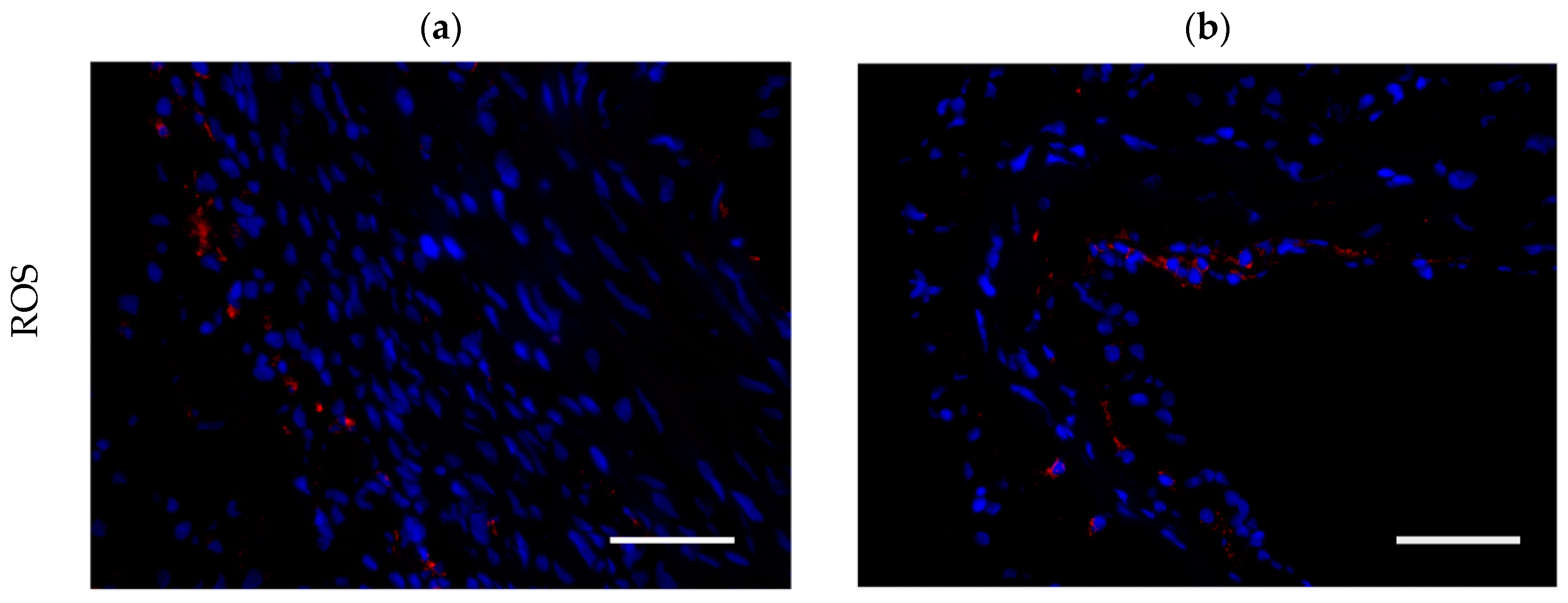 Antioxidants 13 01570 g004a