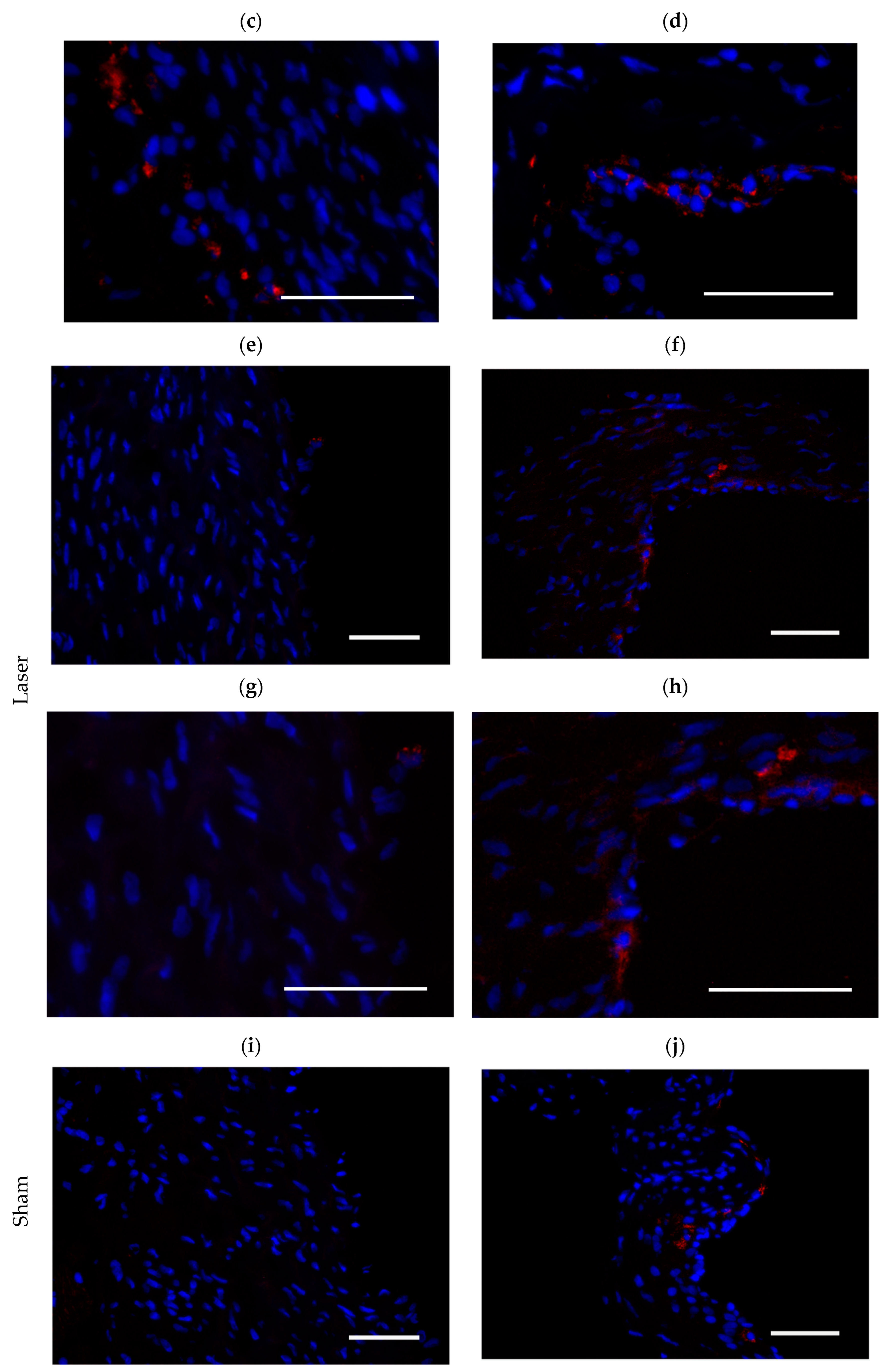Antioxidants 13 01570 g004b