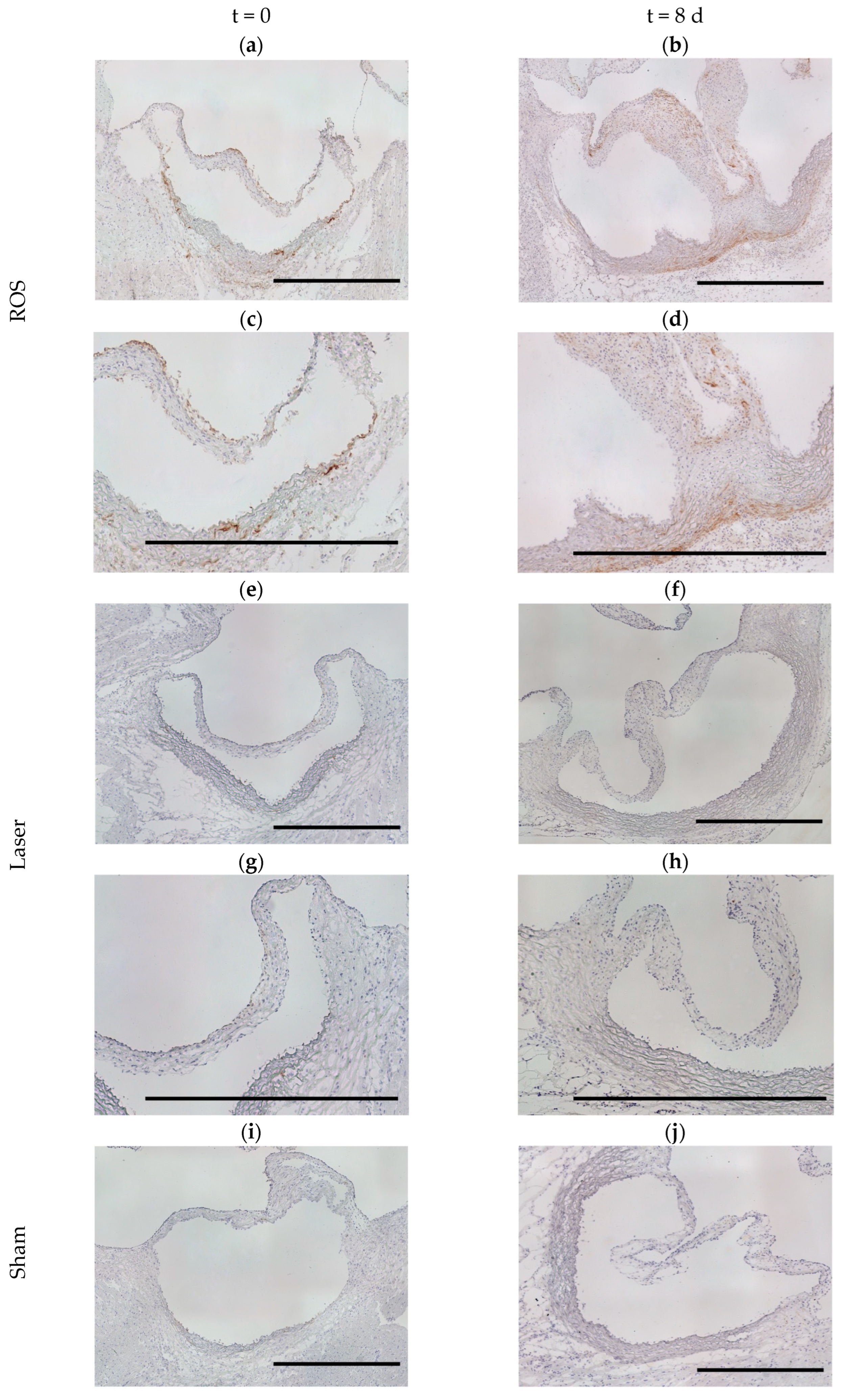 Antioxidants 13 01570 g005a