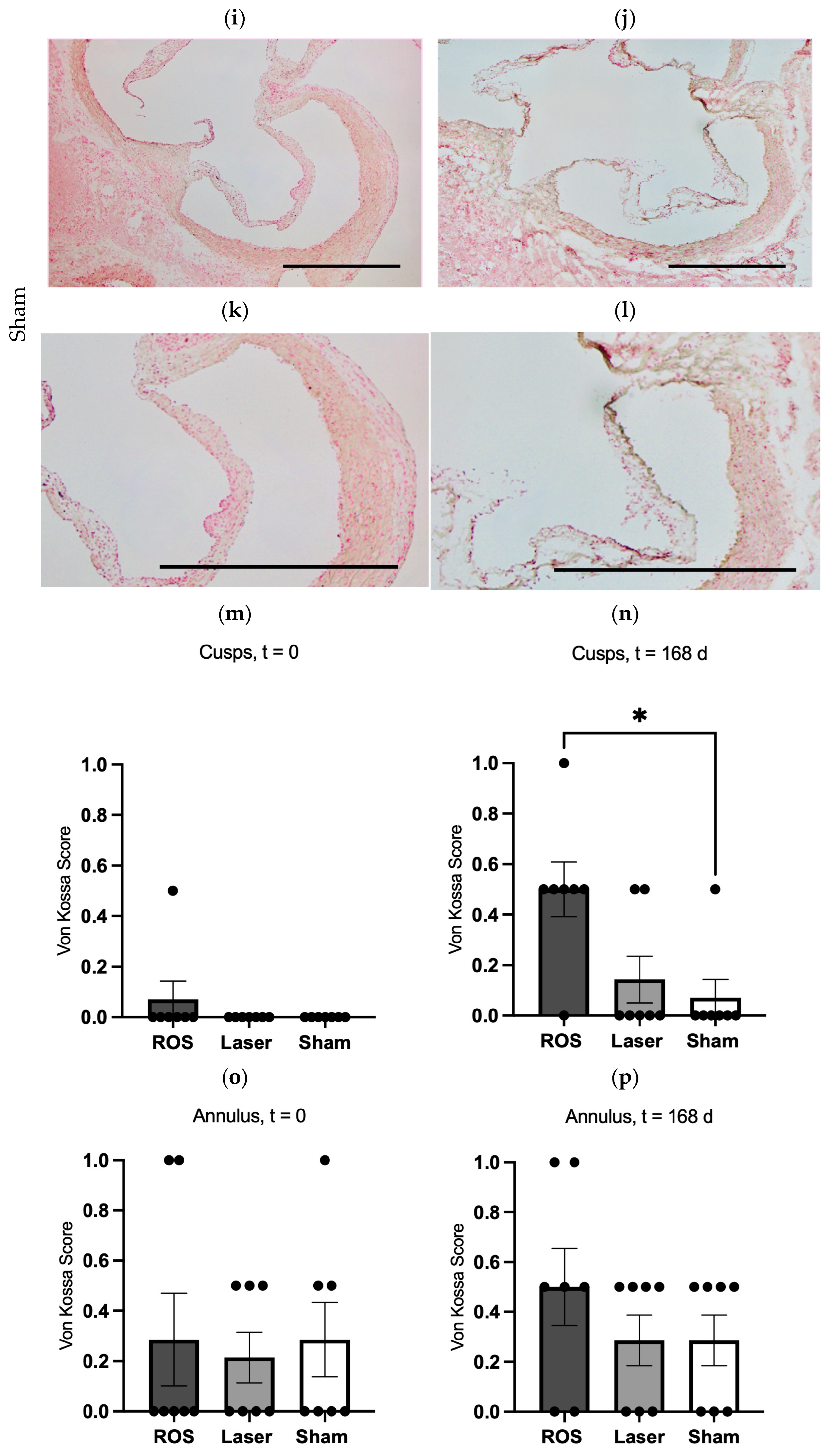 Antioxidants 13 01570 g007b