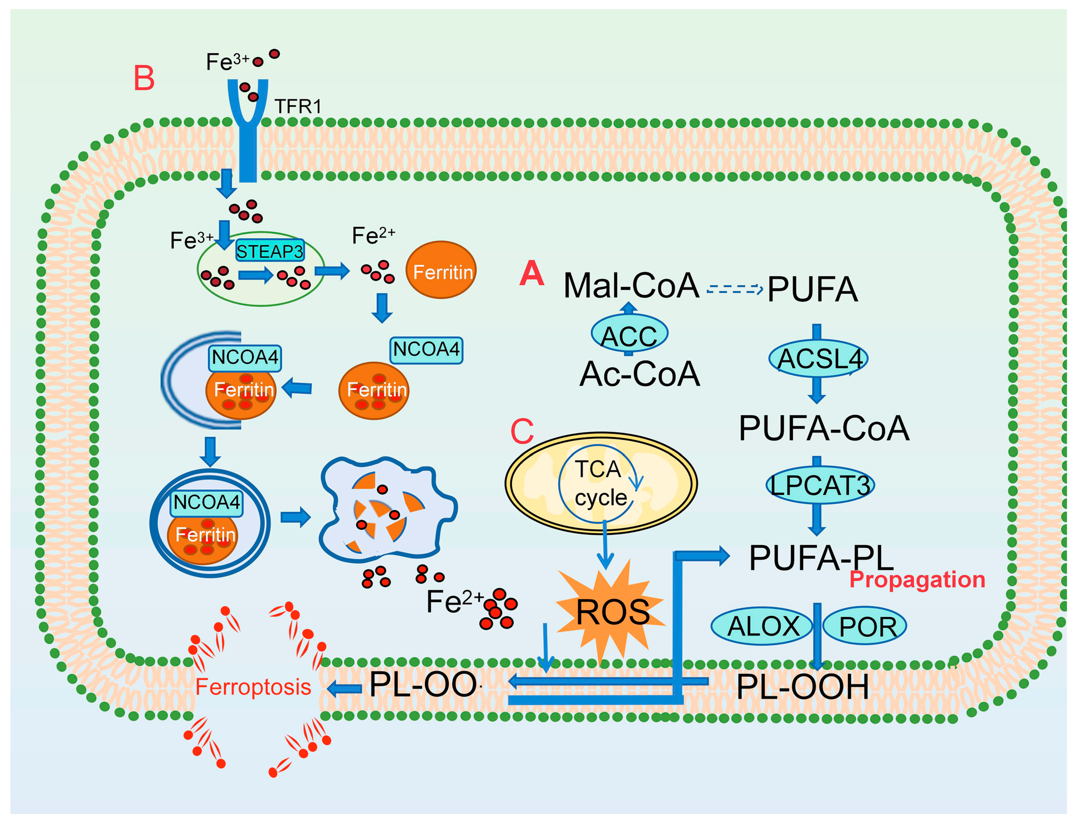 Antioxidants 13 01571 g001
