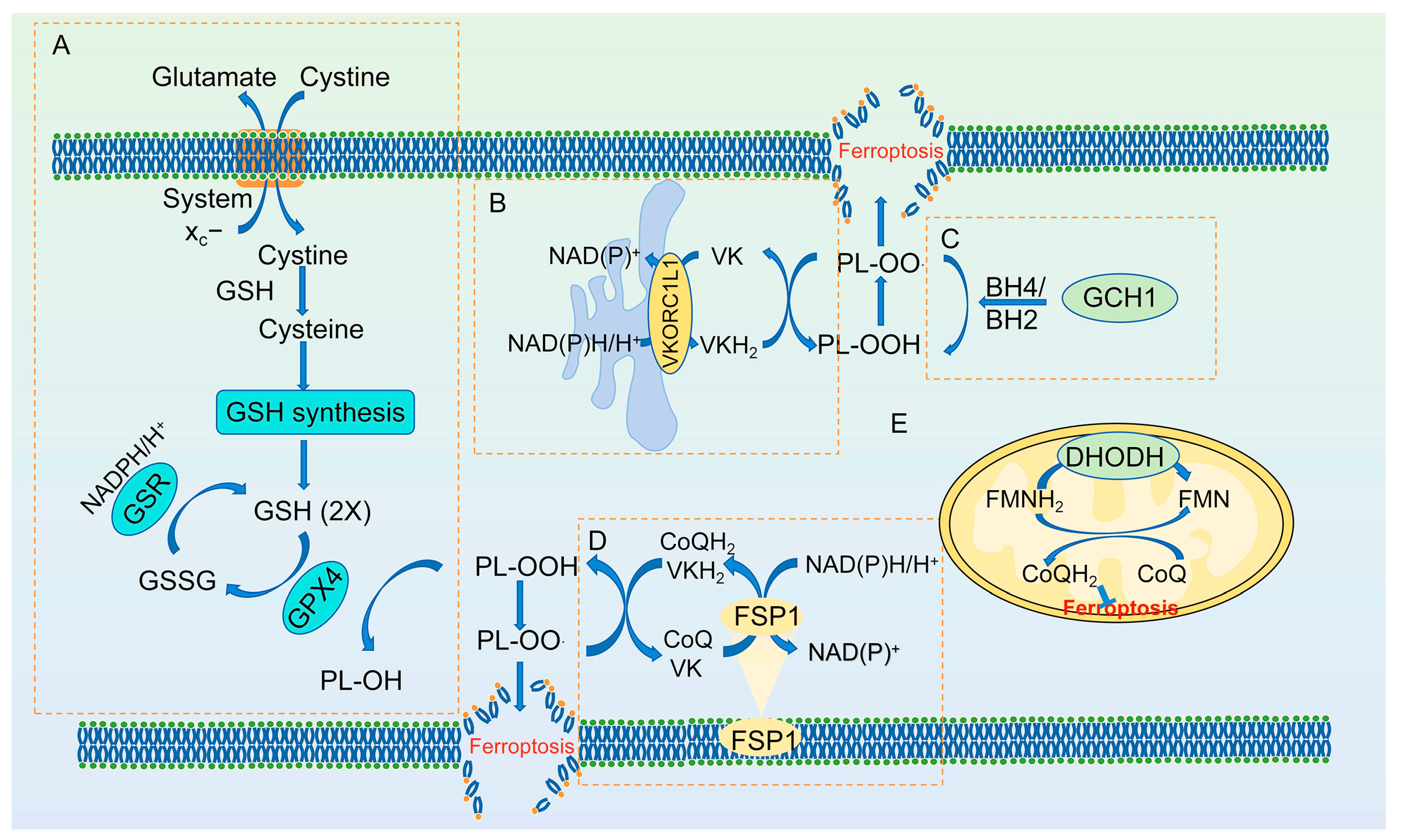 Antioxidants 13 01571 g002