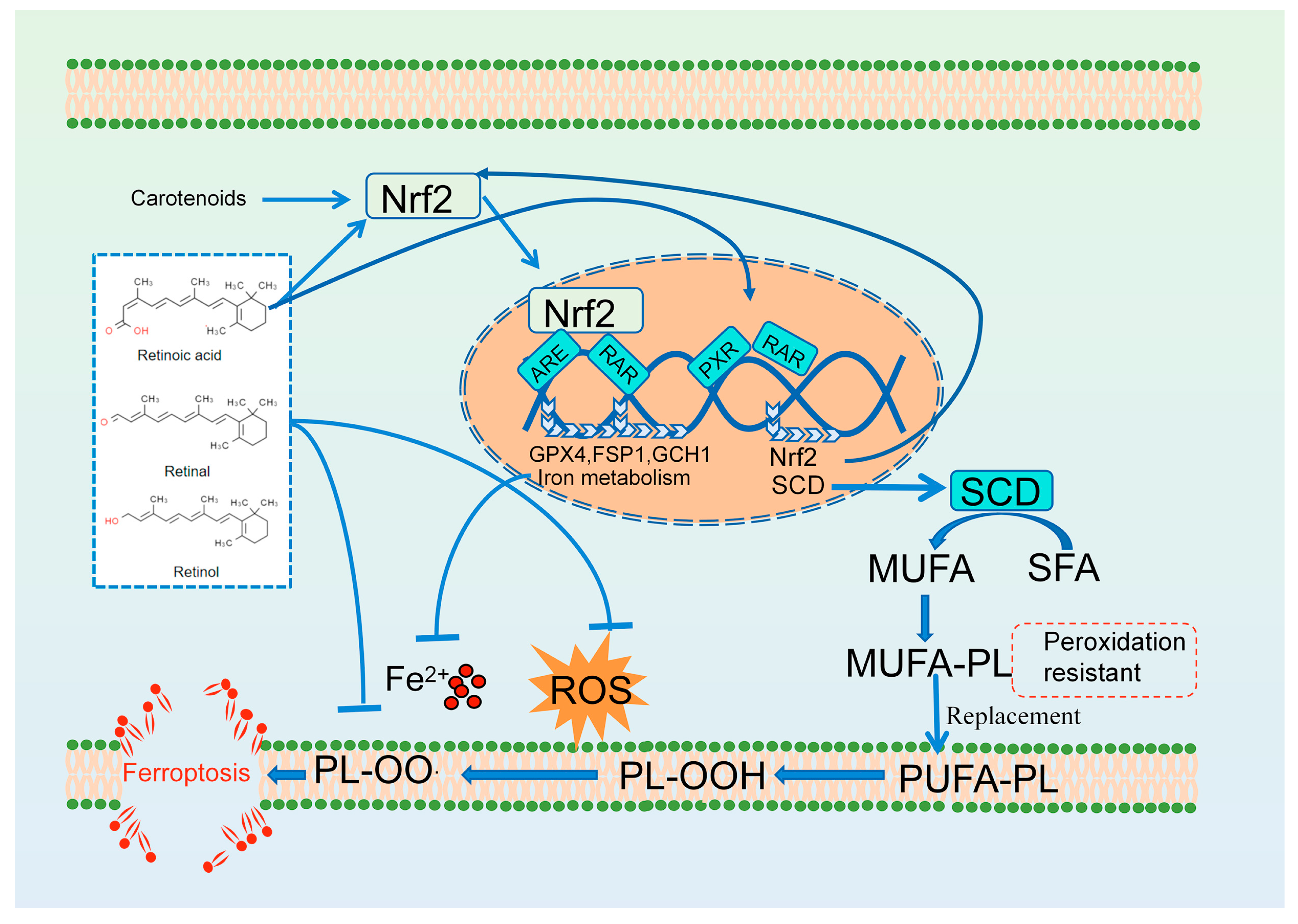 Antioxidants 13 01571 g003