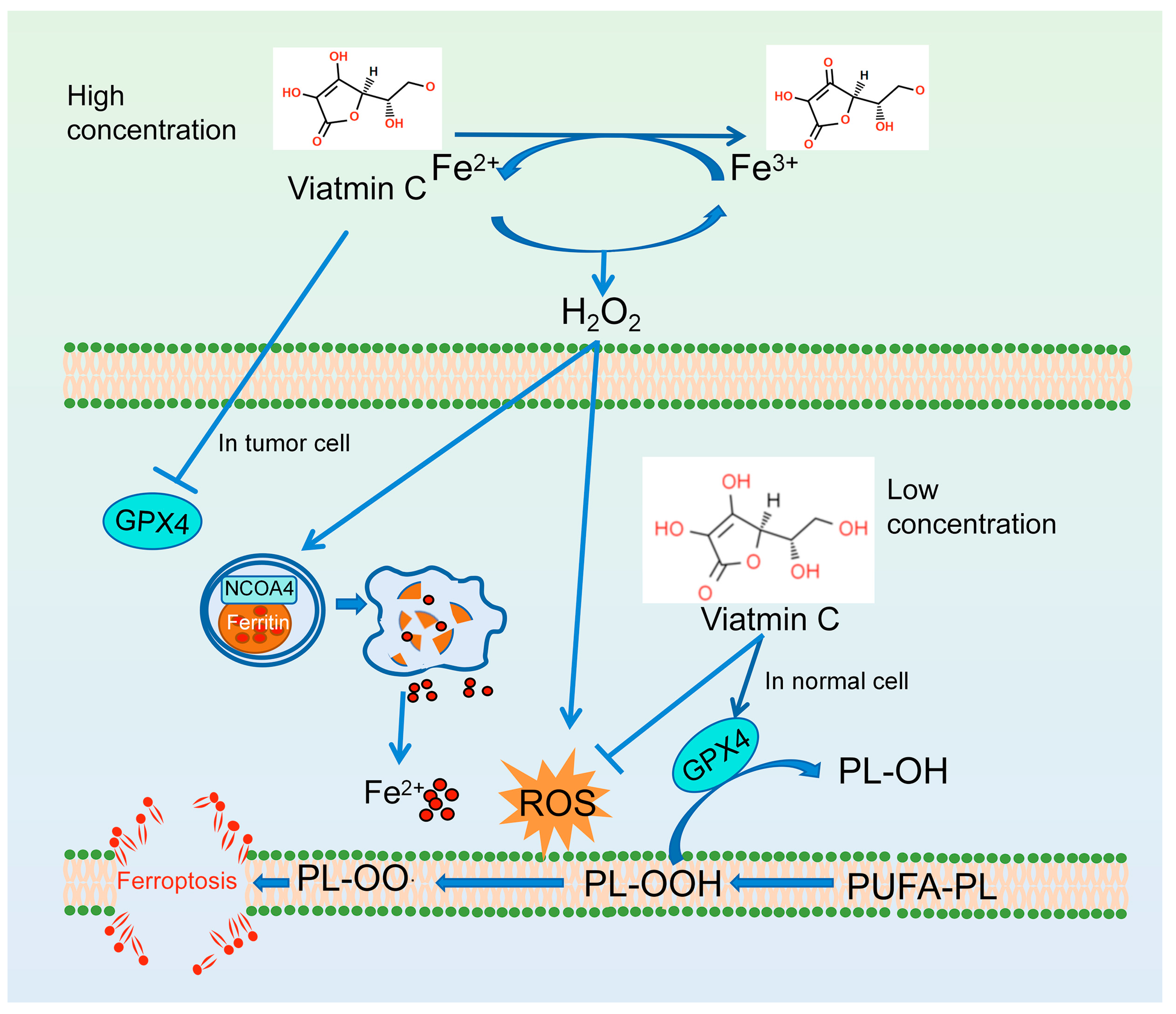 Antioxidants 13 01571 g004
