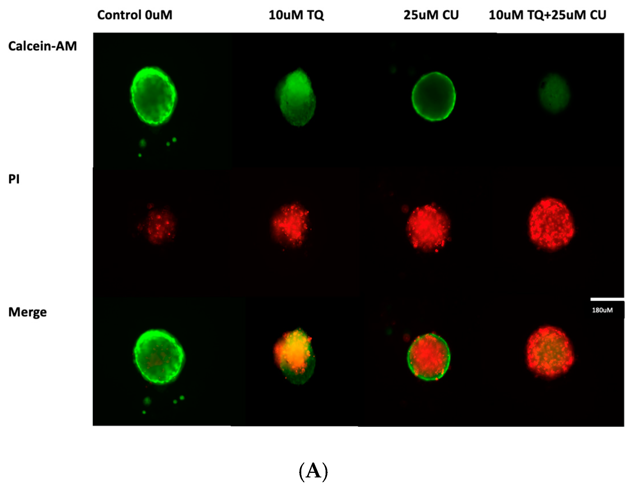 Antioxidants 13 01573 g004a