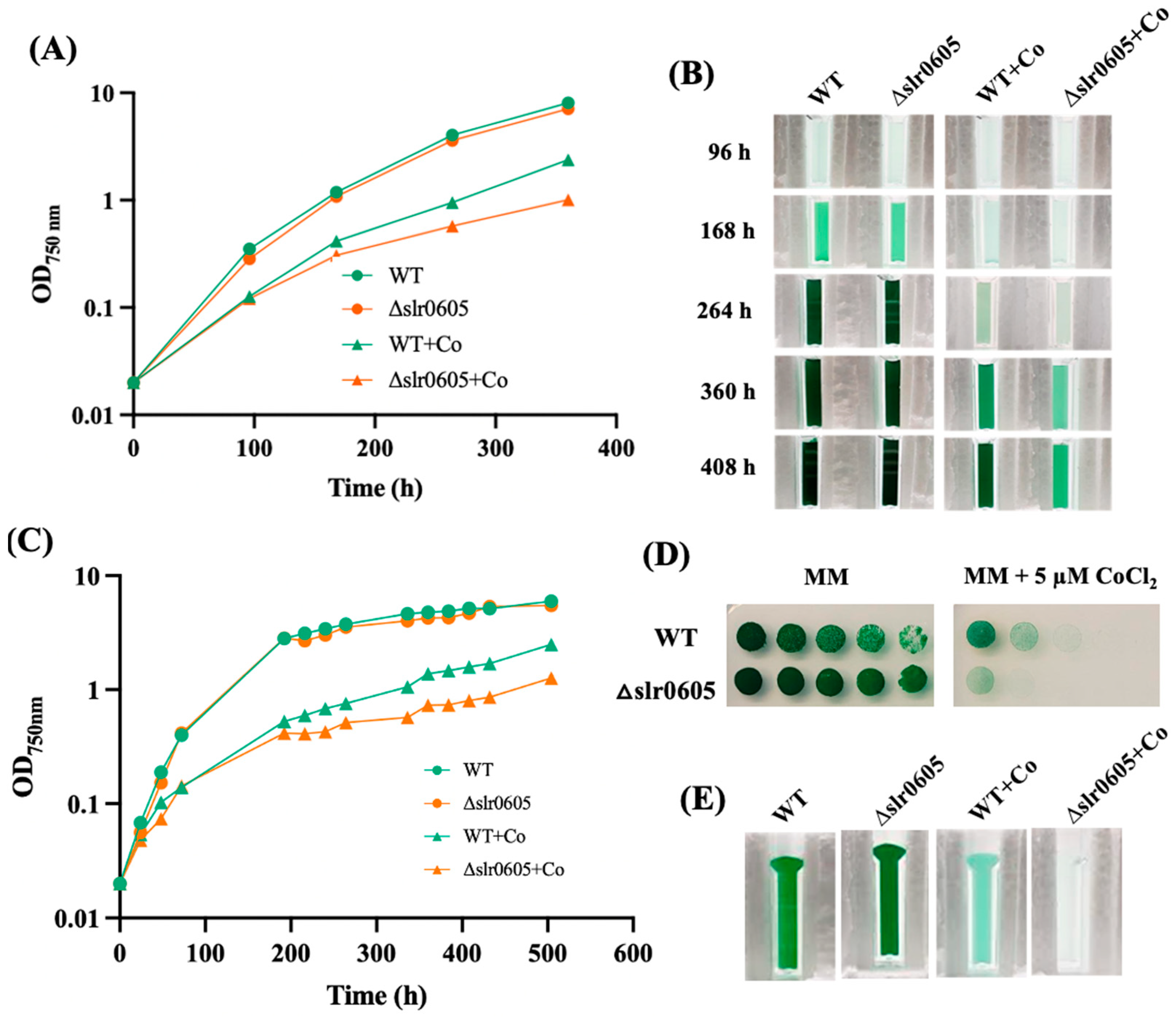 Antioxidants 13 01577 g004 Antioxidants 13 01577 g004