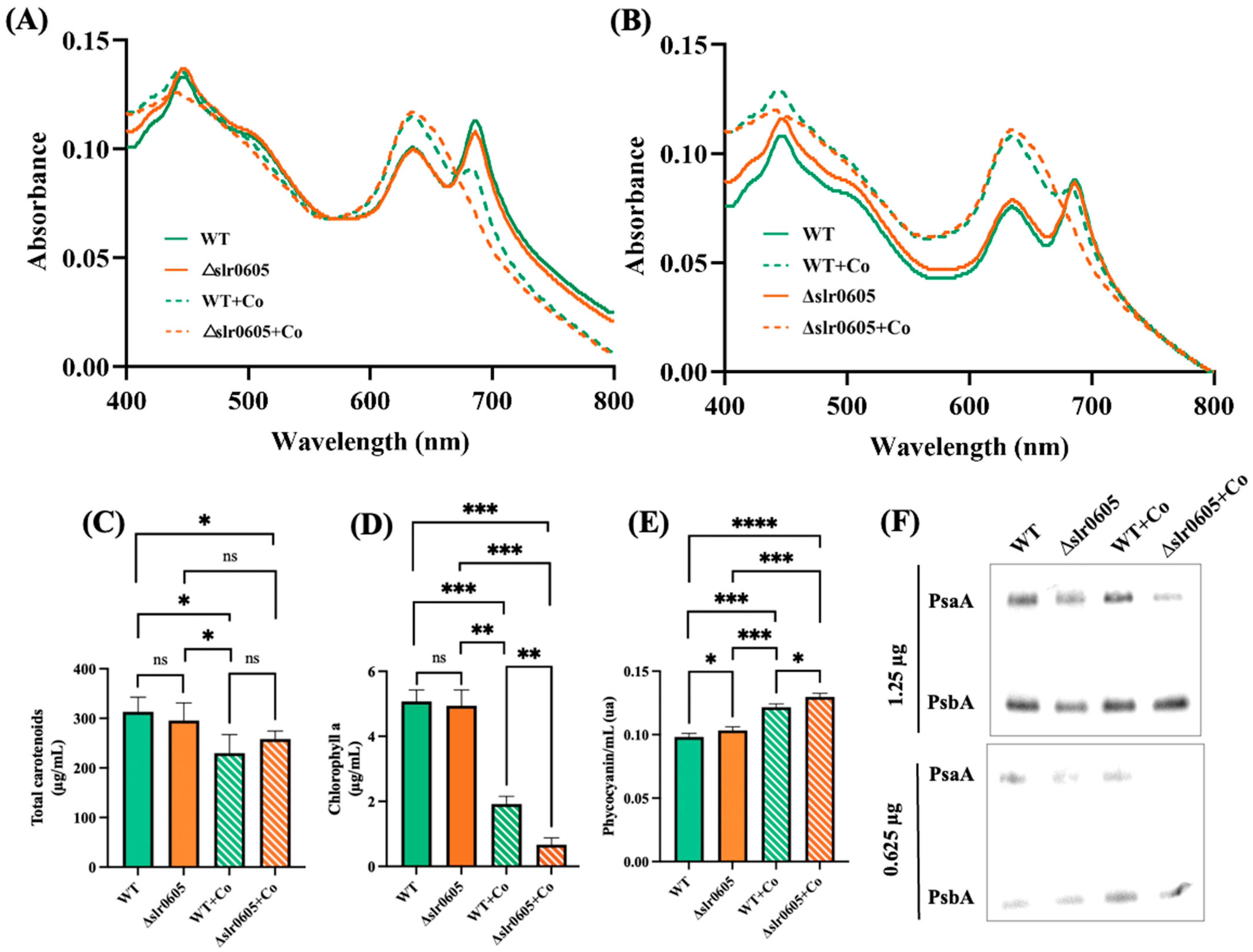 Antioxidants 13 01577 g005 Antioxidants 13 01577 g005