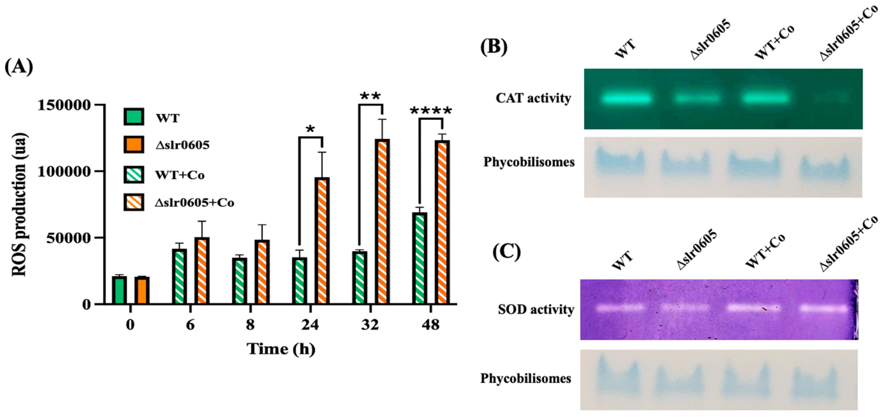 Antioxidants 13 01577 g006 Antioxidants 13 01577 g006
