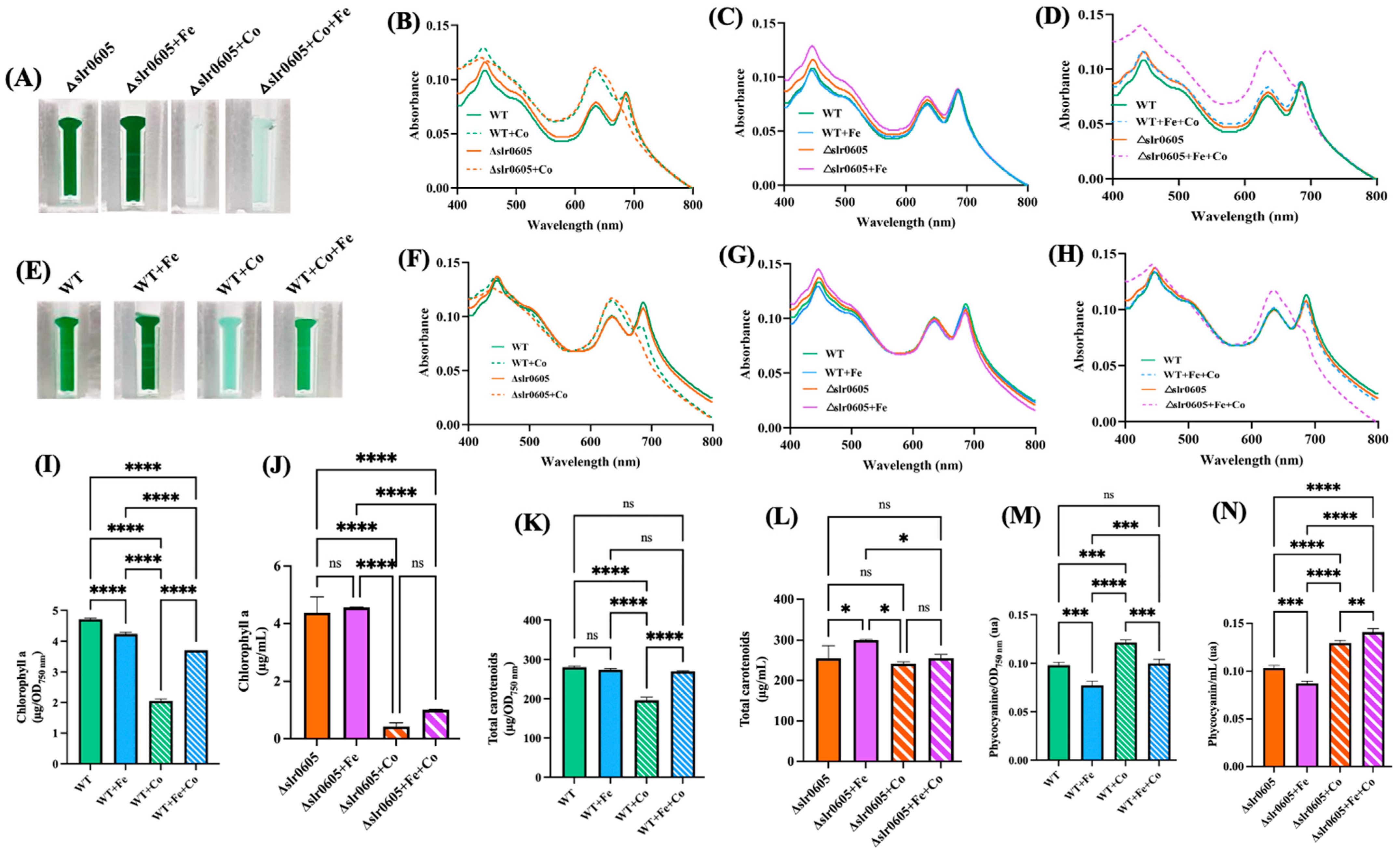 Antioxidants 13 01577 g007 Antioxidants 13 01577 g007